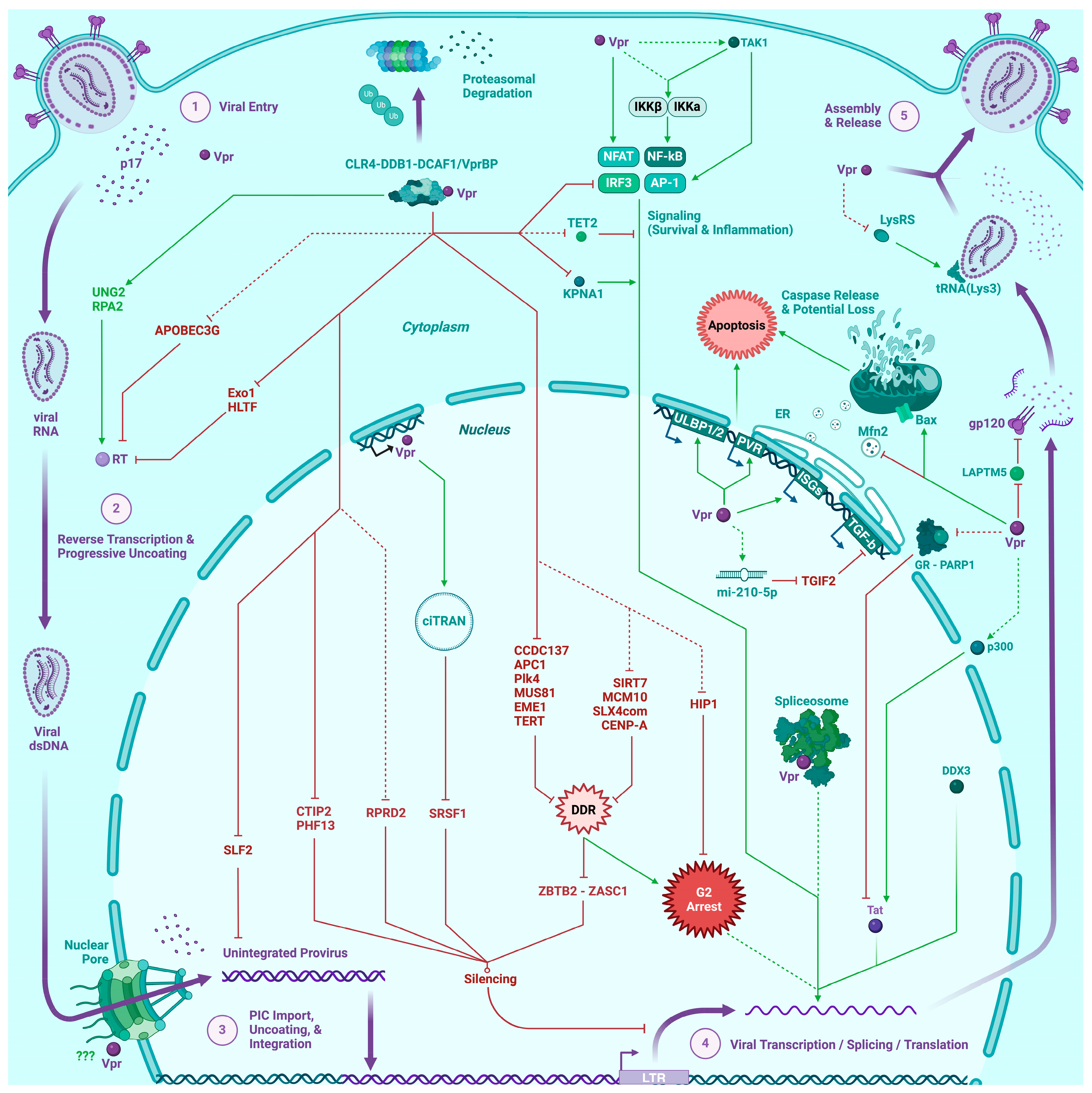 Viruses 16 00420 g002 Viruses 16 00420 g002