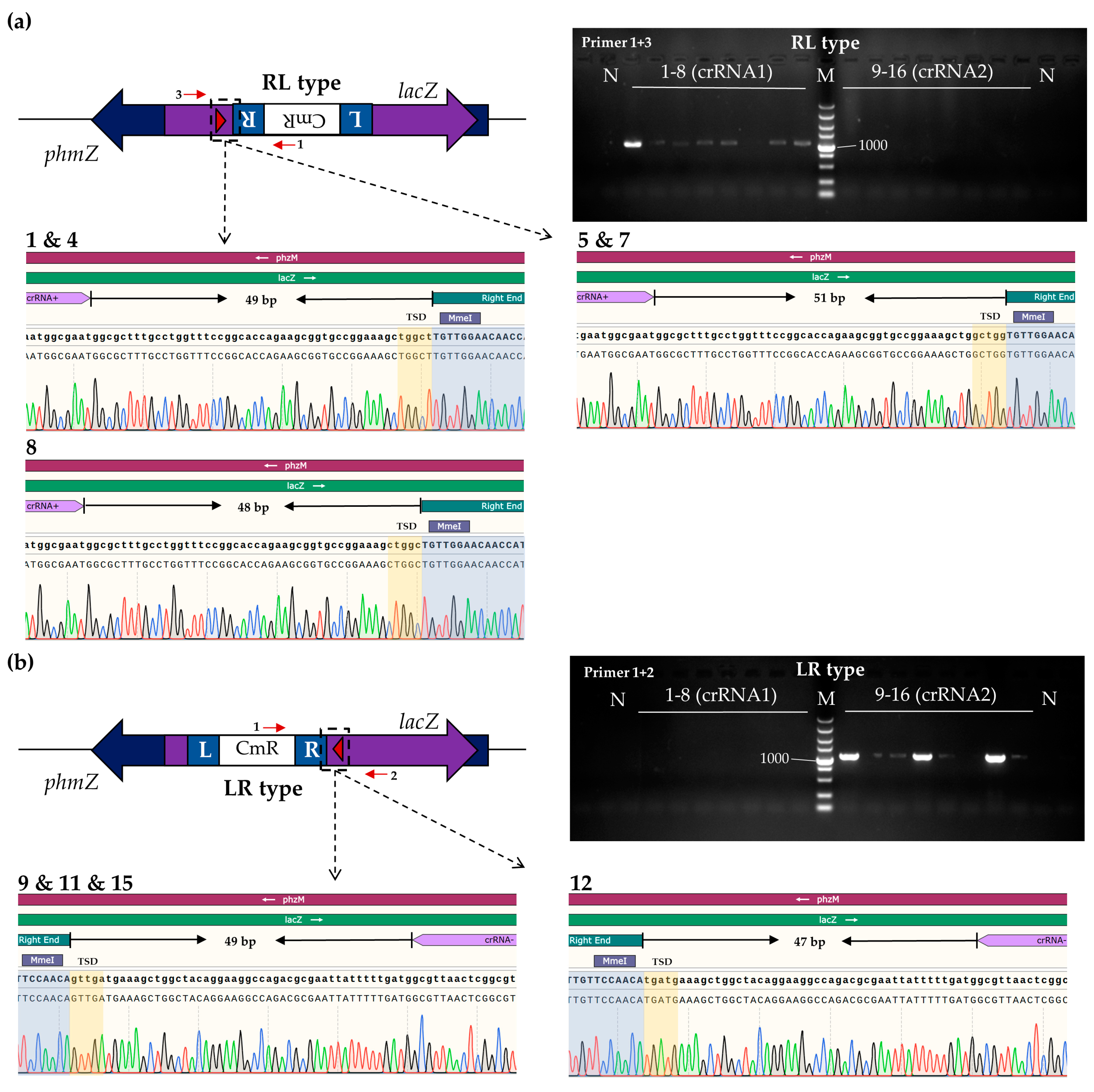 Viruses 16 00422 g002