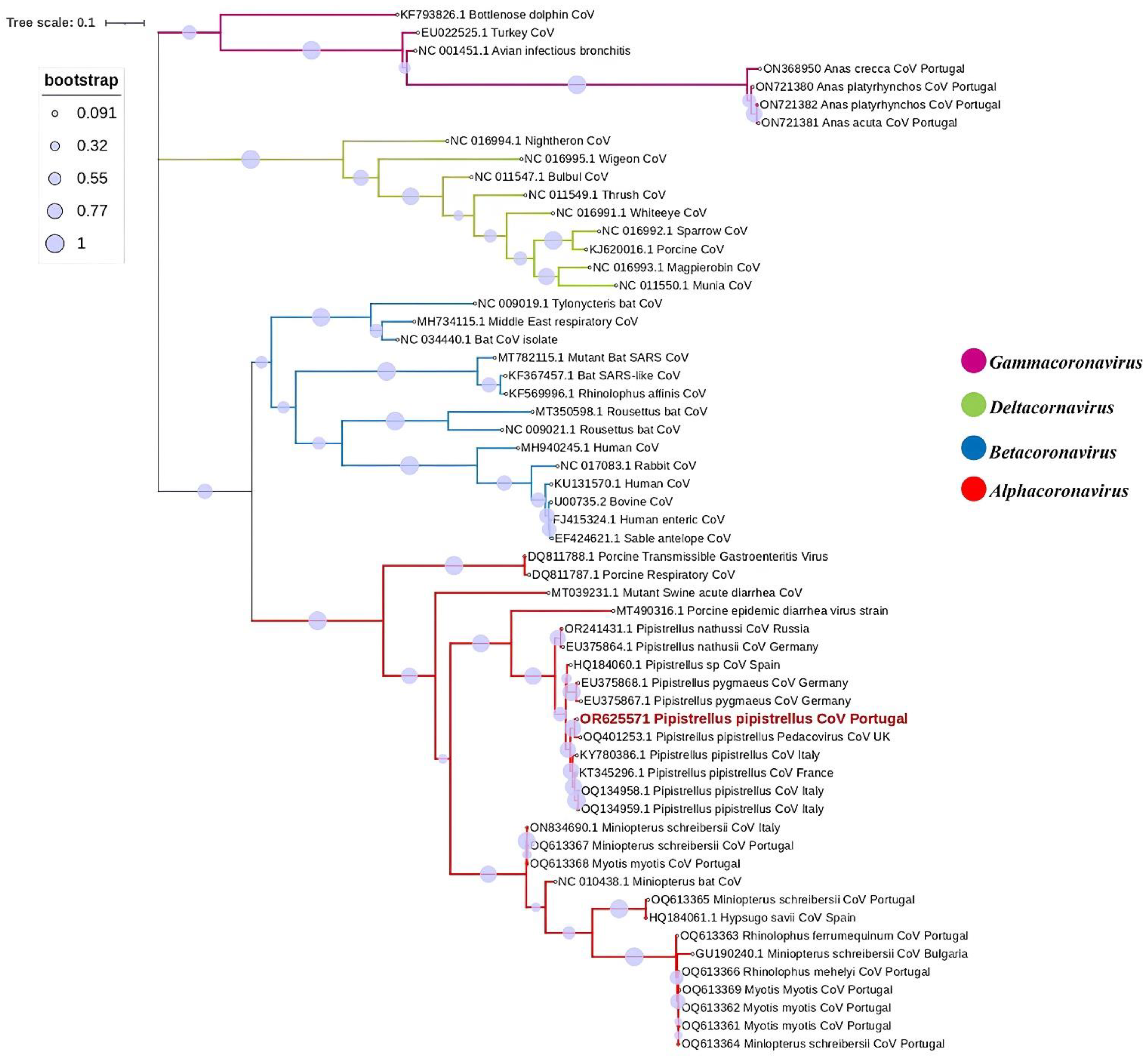 Viruses 16 00434 g002
