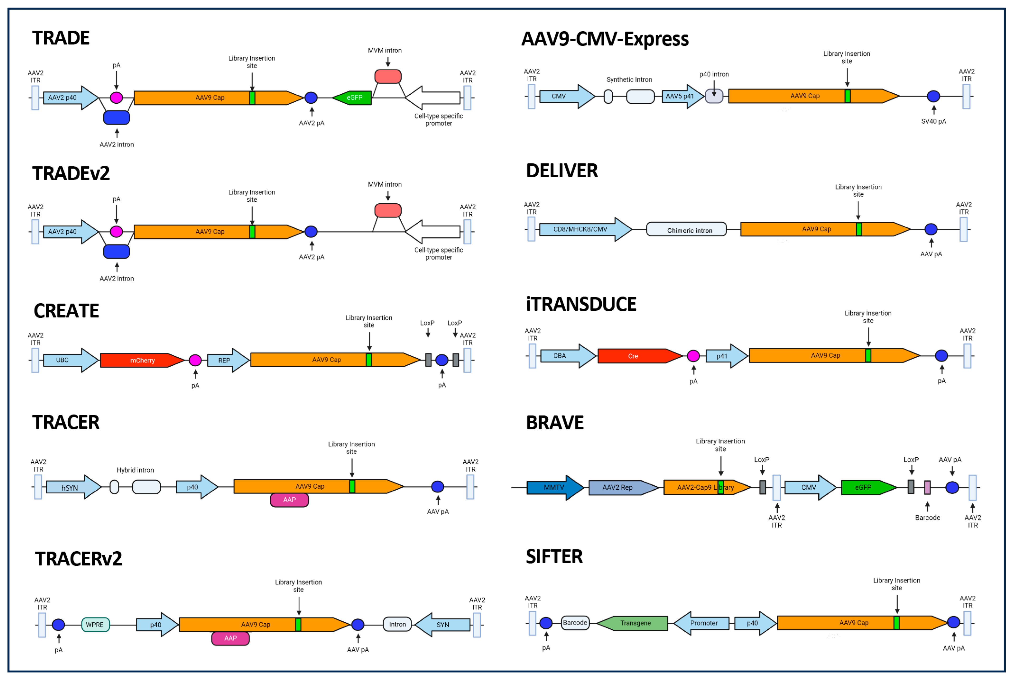 Viruses 16 00442 g005