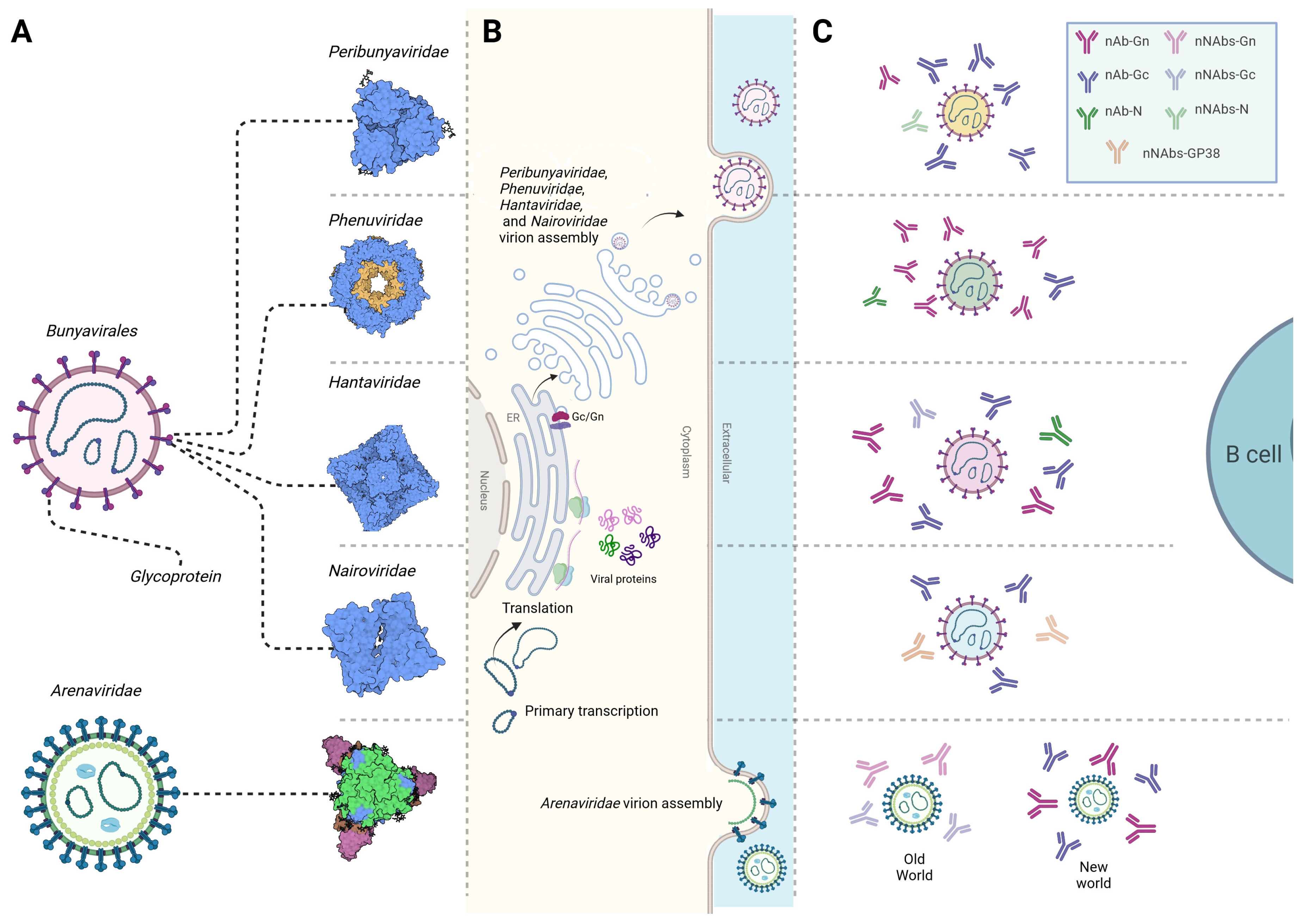 Viruses 16 00483 g001
