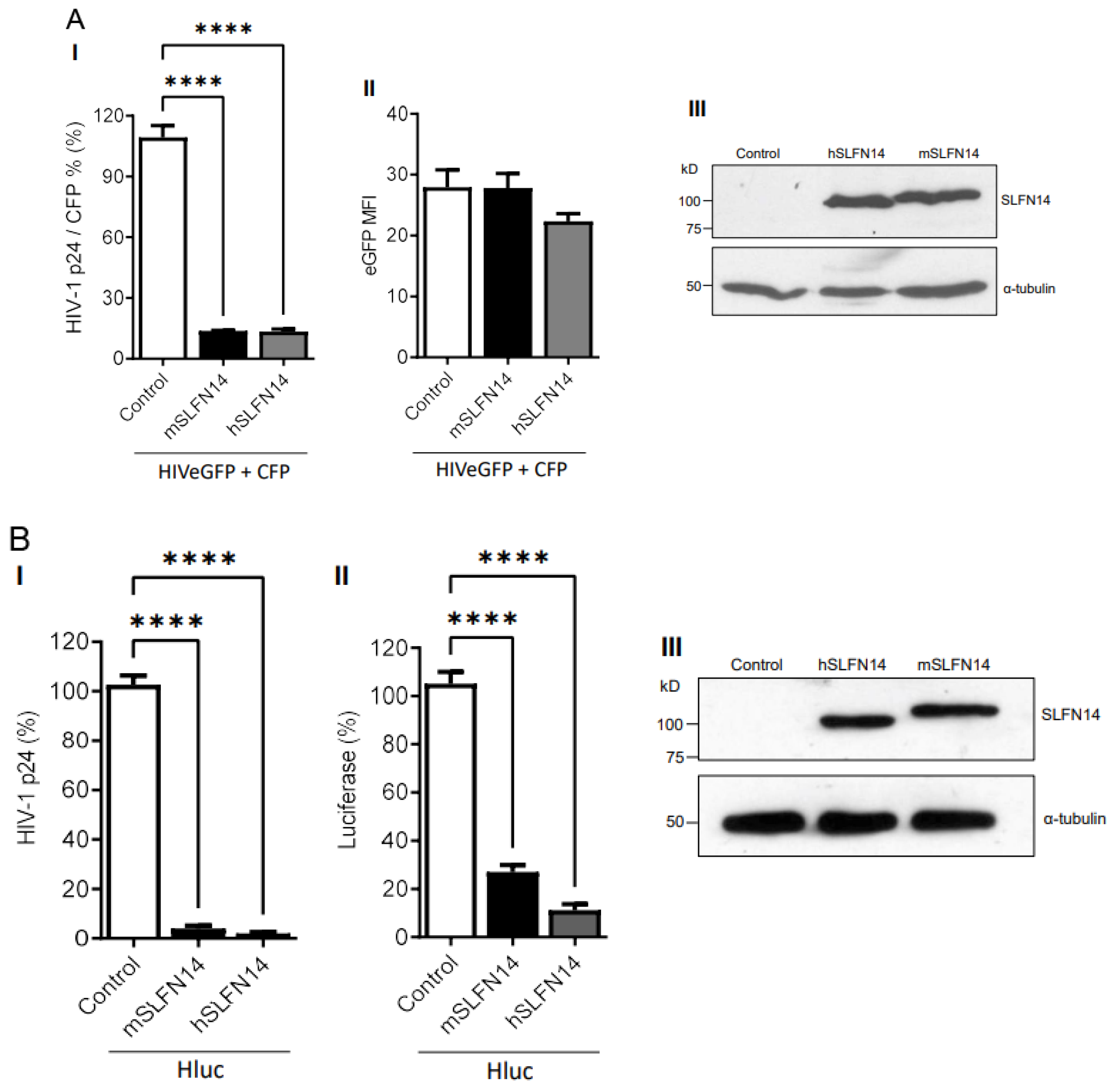 Viruses 16 00502 g001