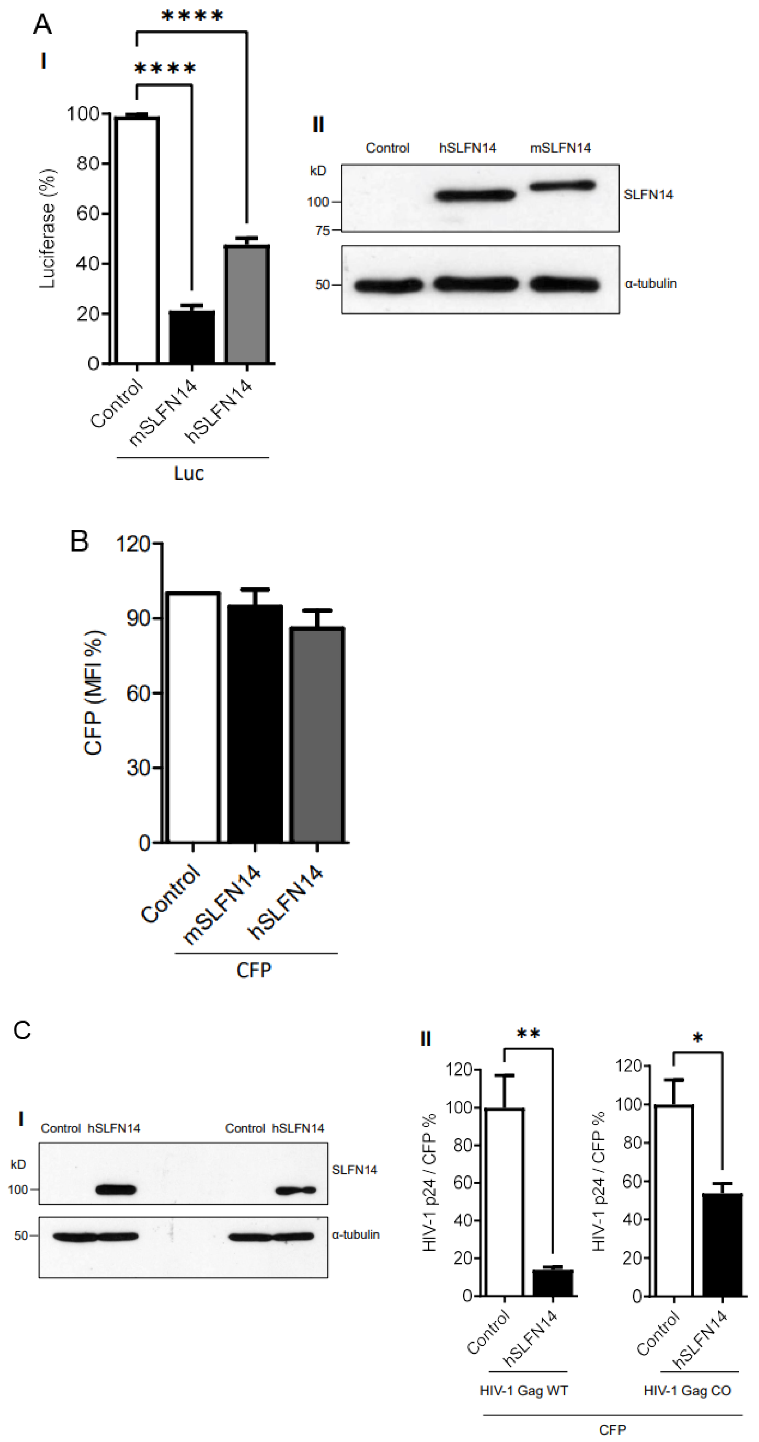 Viruses 16 00502 g002
