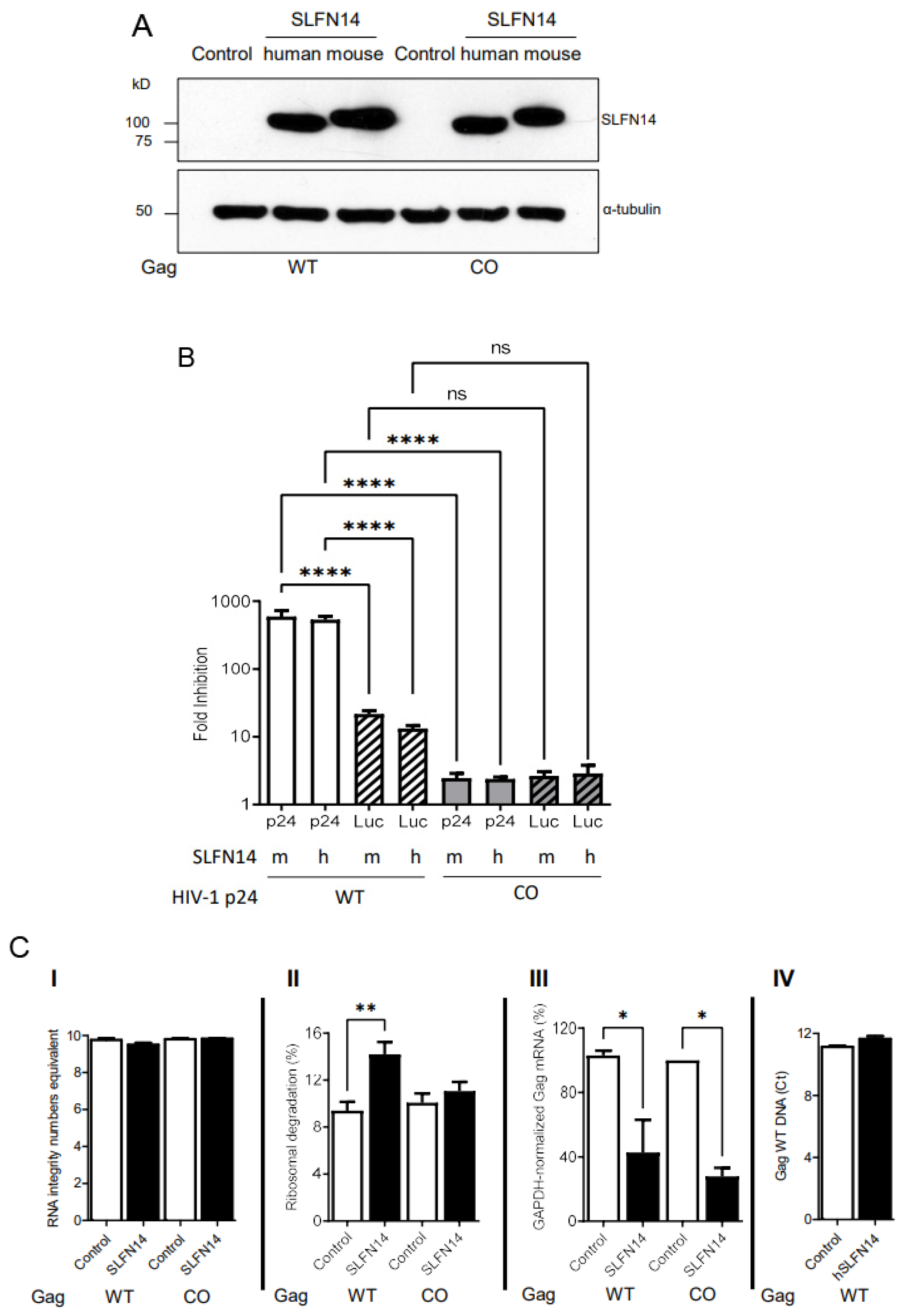 Viruses 16 00502 g006
