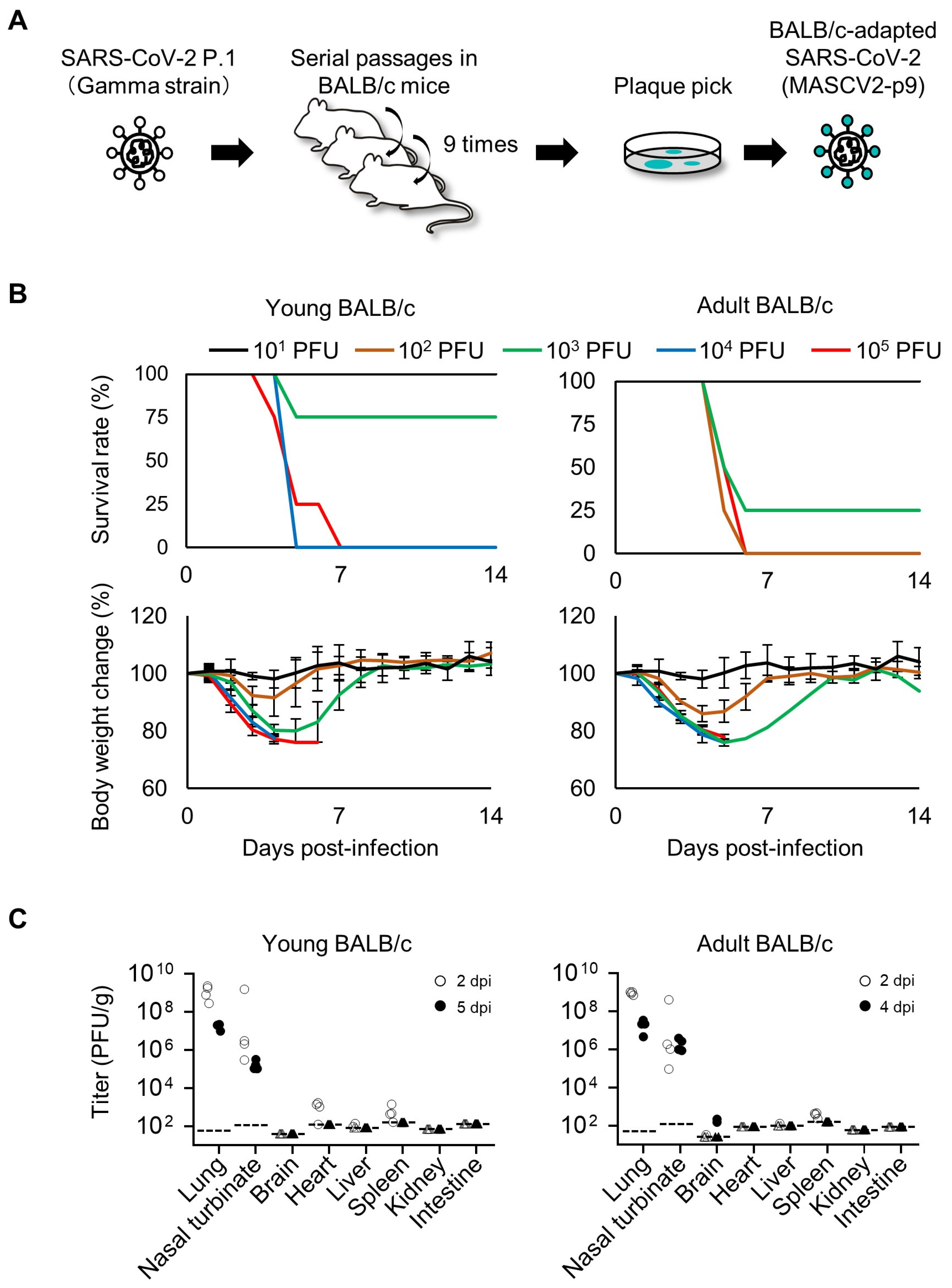 Viruses 16 00537 g001