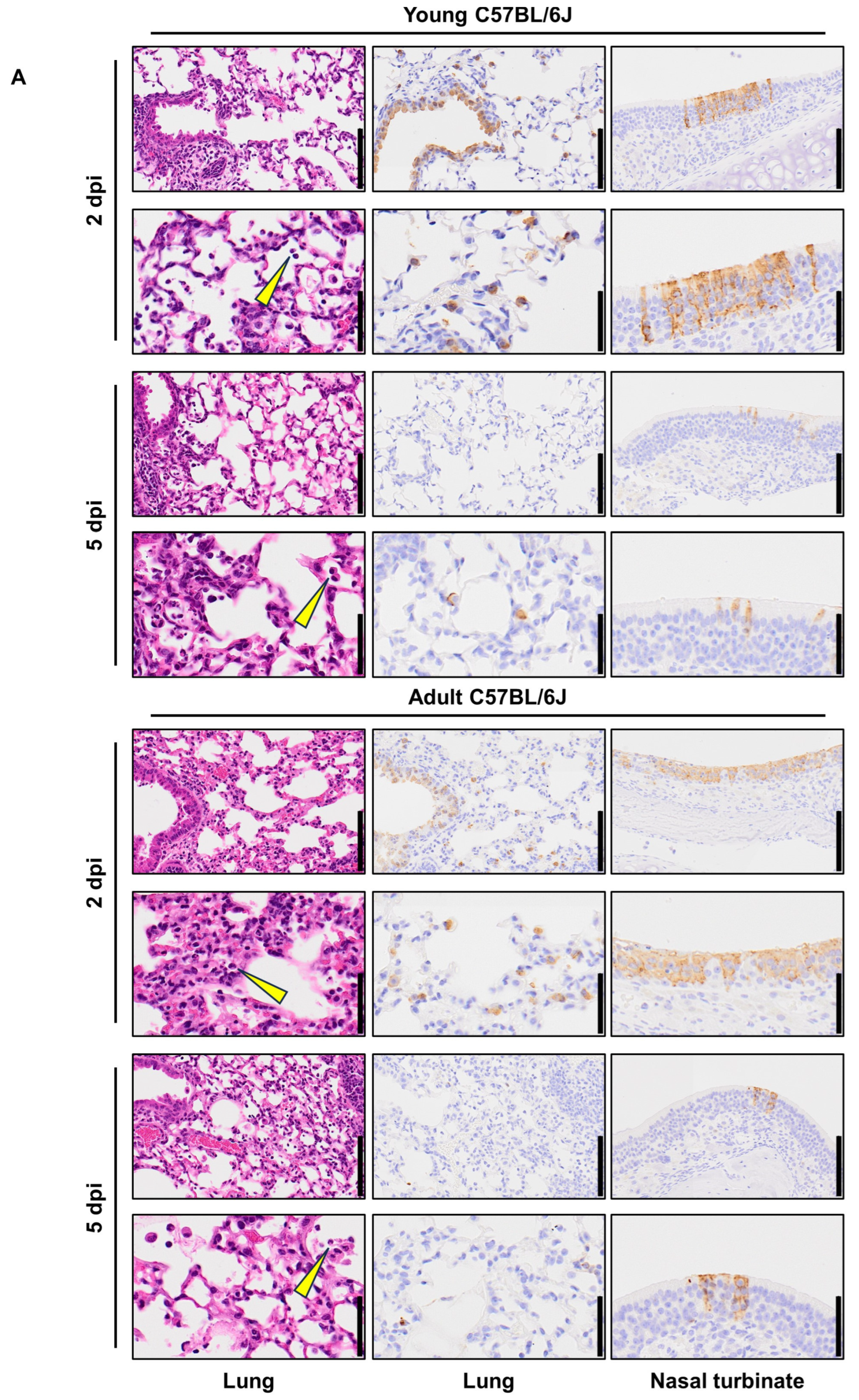 Viruses 16 00537 g004a
