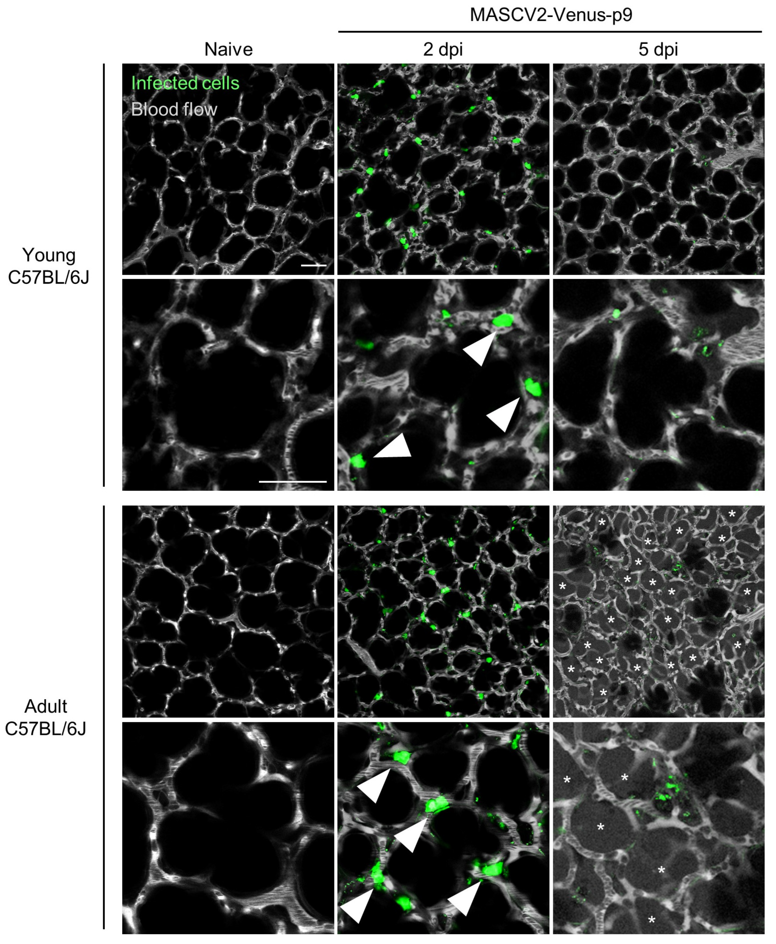 Viruses 16 00537 g006