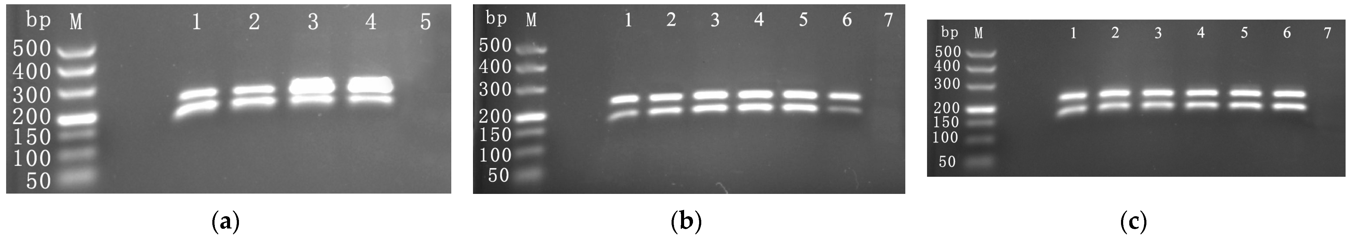 Viruses 16 00543 g002