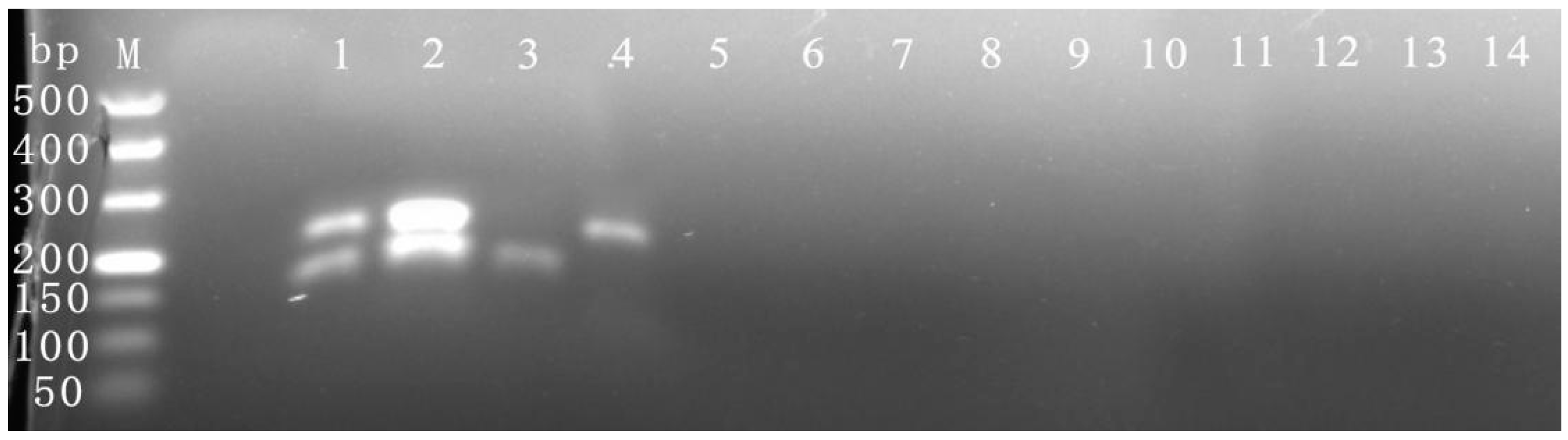 Viruses 16 00543 g003