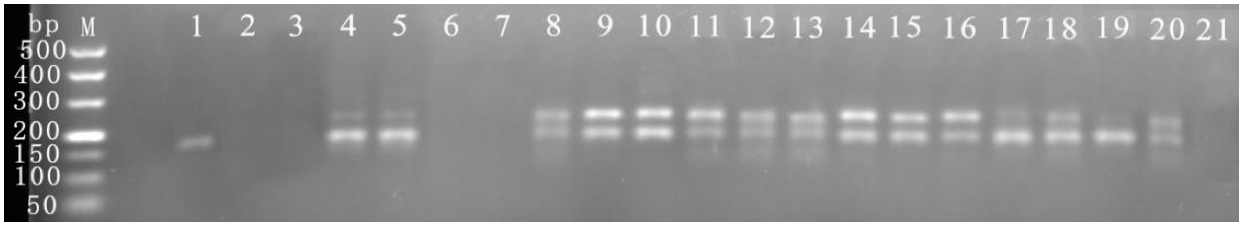 Viruses 16 00543 g005