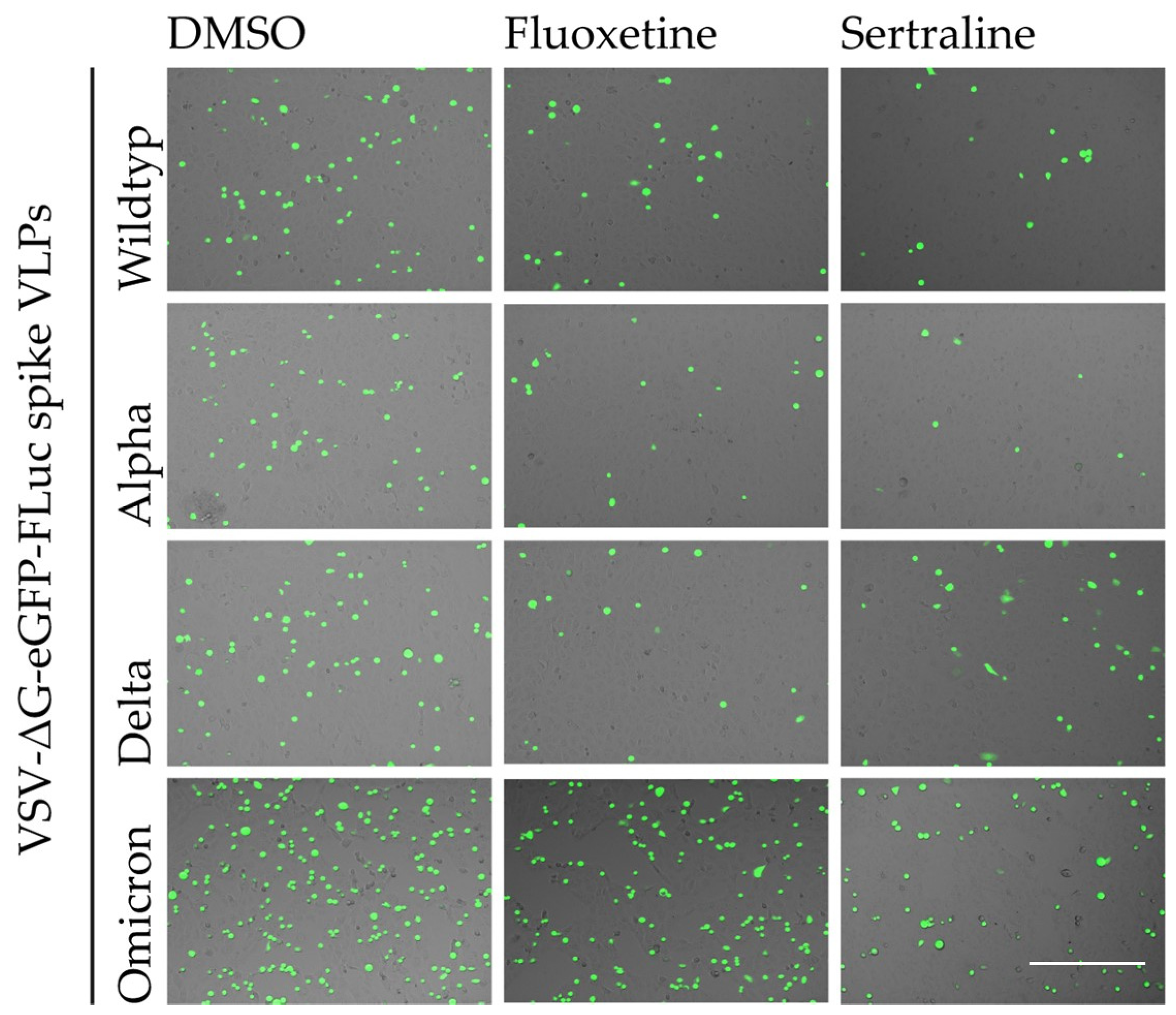 Viruses 16 00545 g003