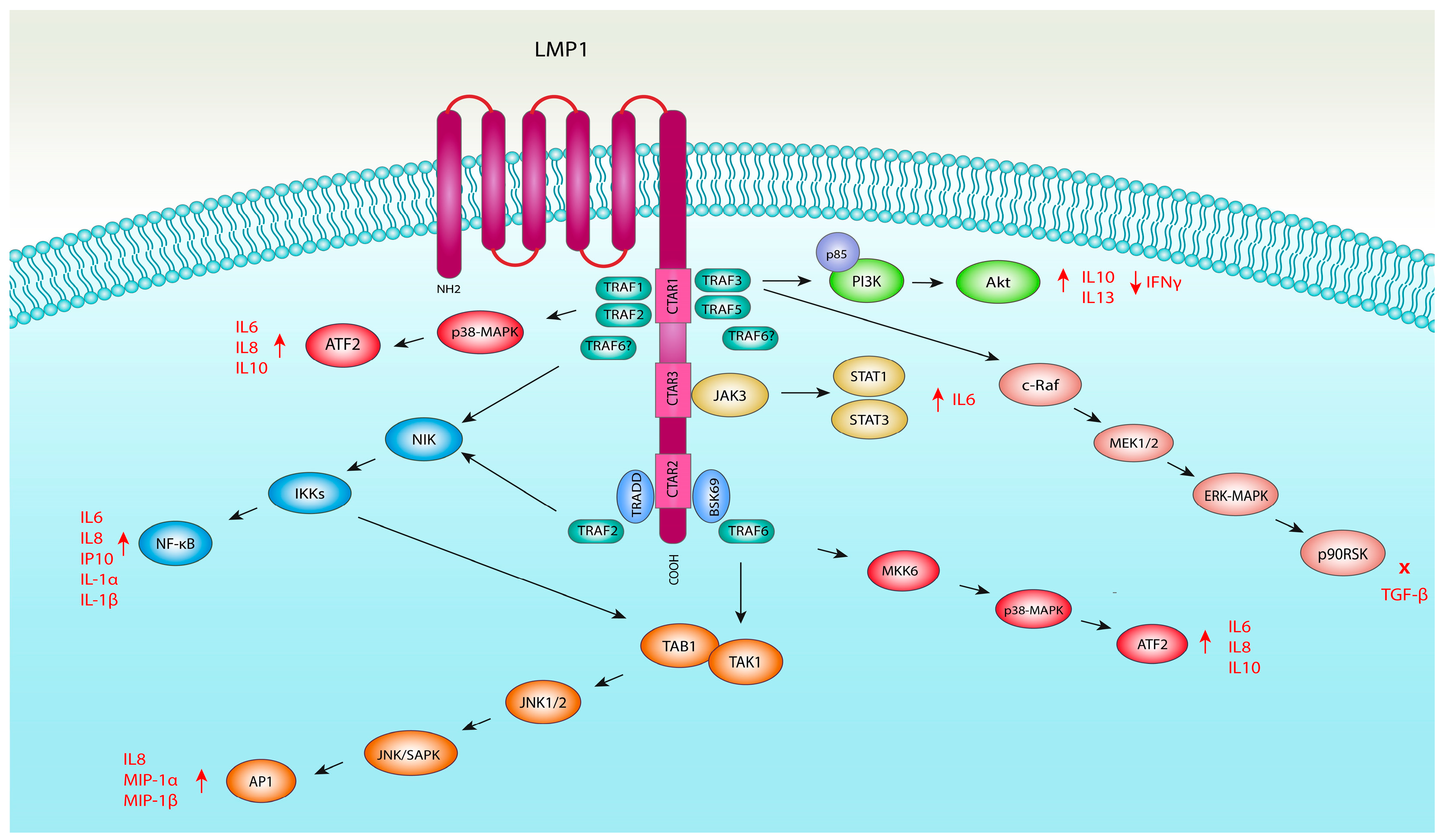 Viruses 16 00564 g002