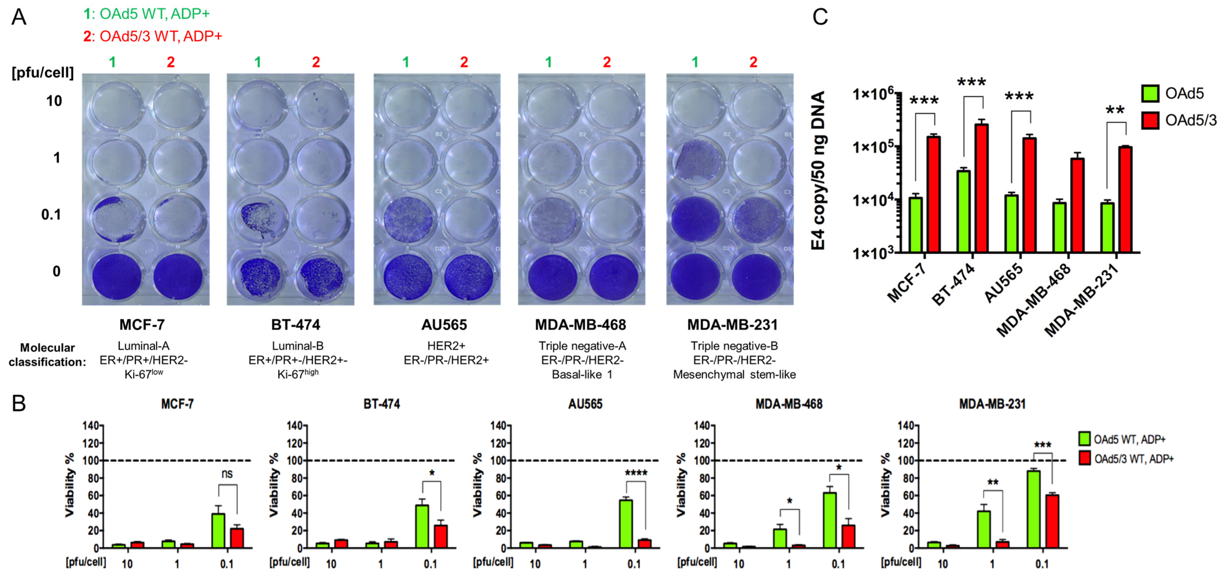 Viruses 16 00567 g001