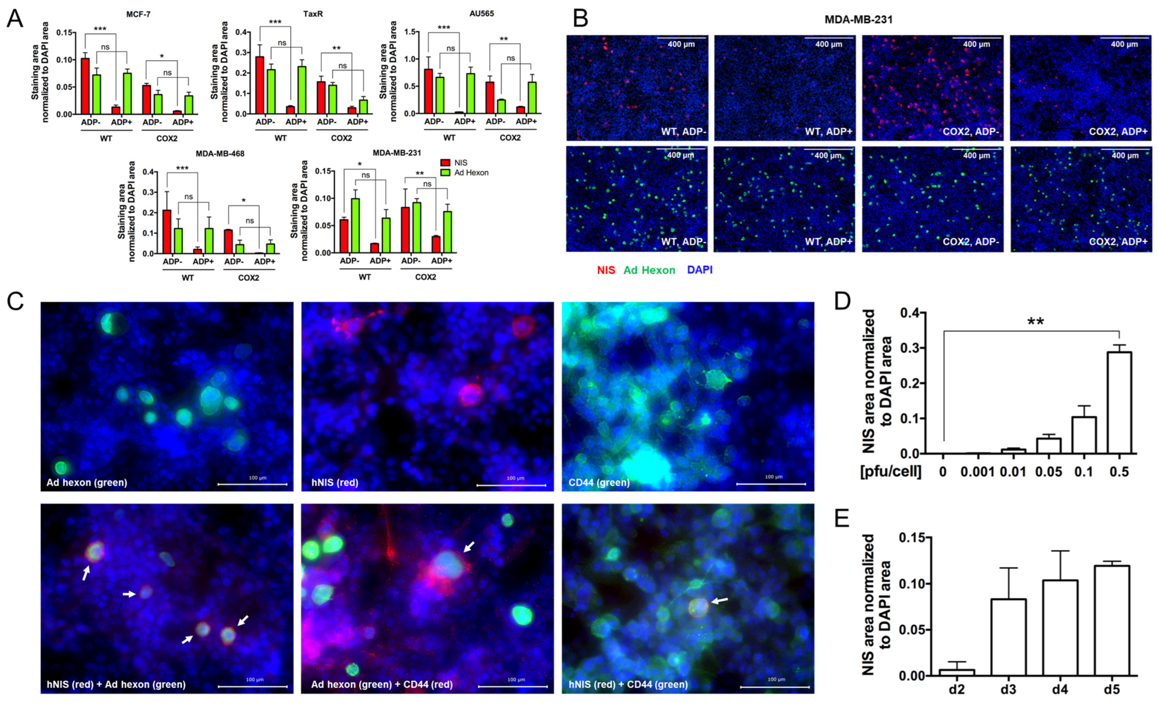 Viruses 16 00567 g003