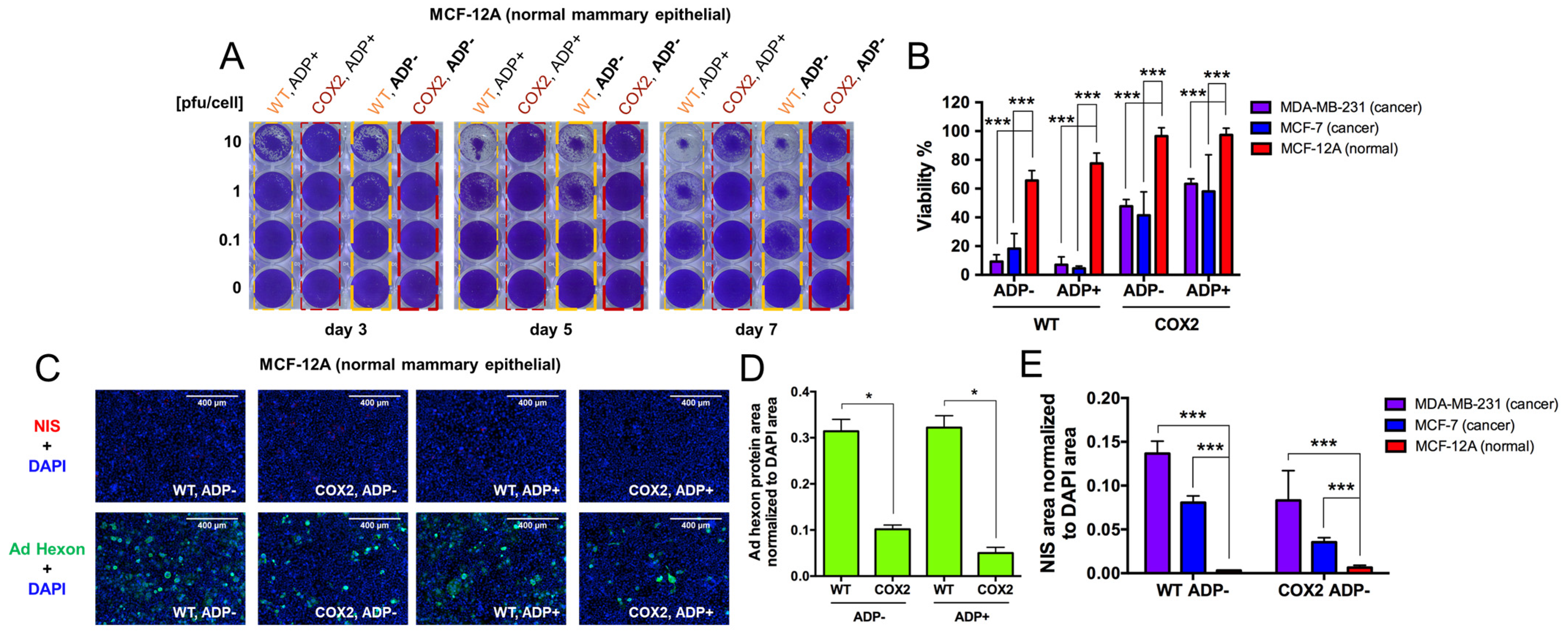 Viruses 16 00567 g004