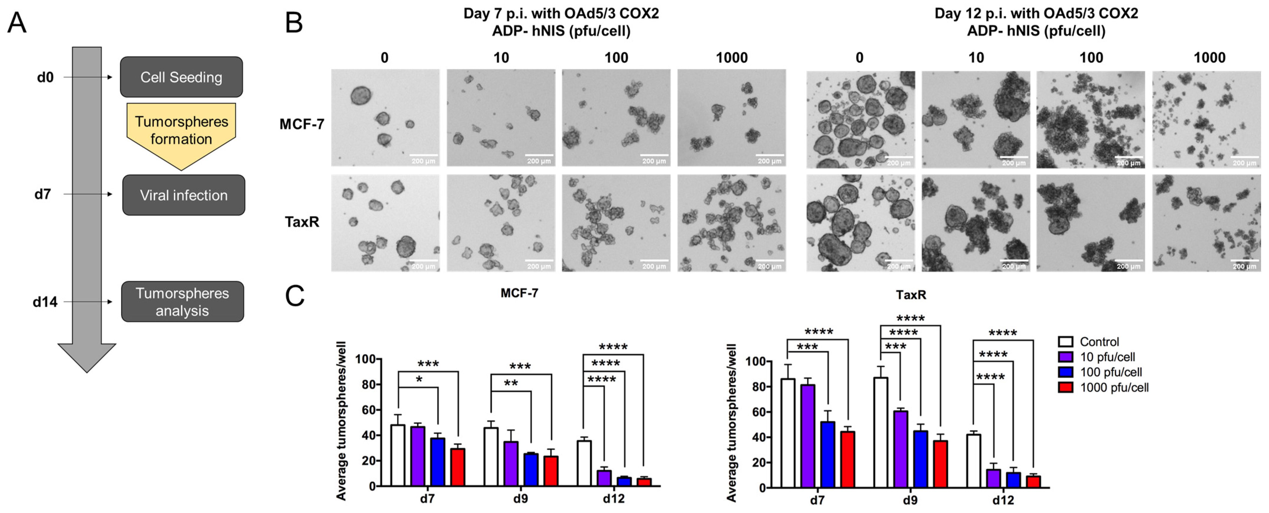 Viruses 16 00567 g007