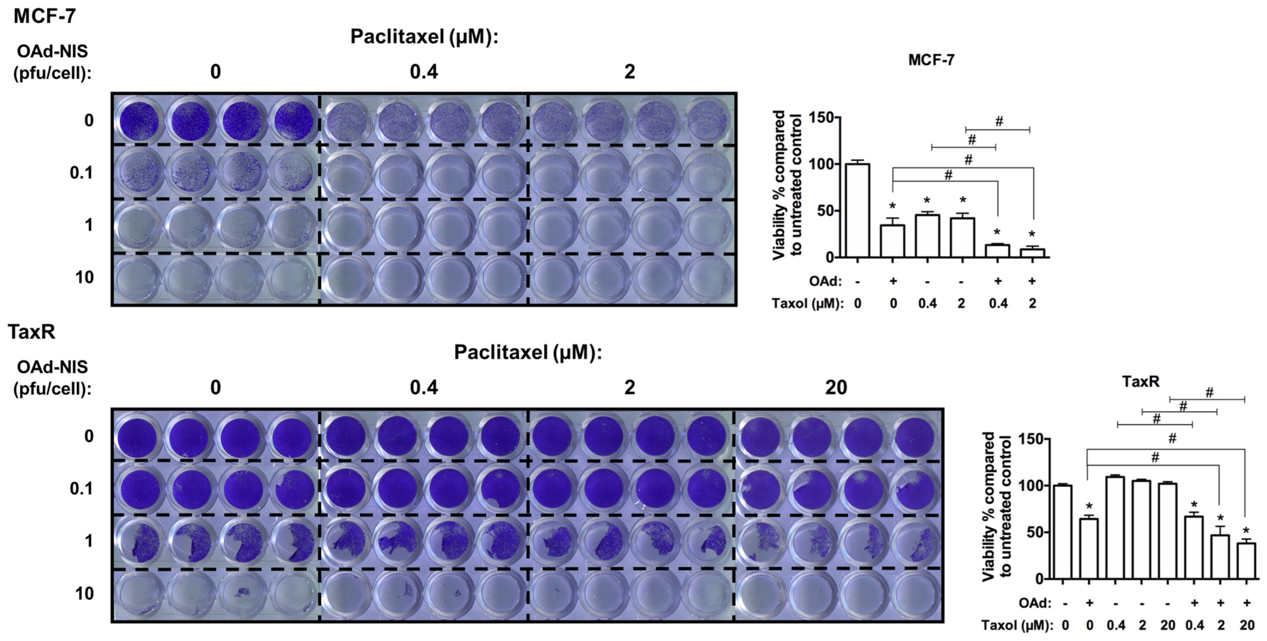 Viruses 16 00567 g008