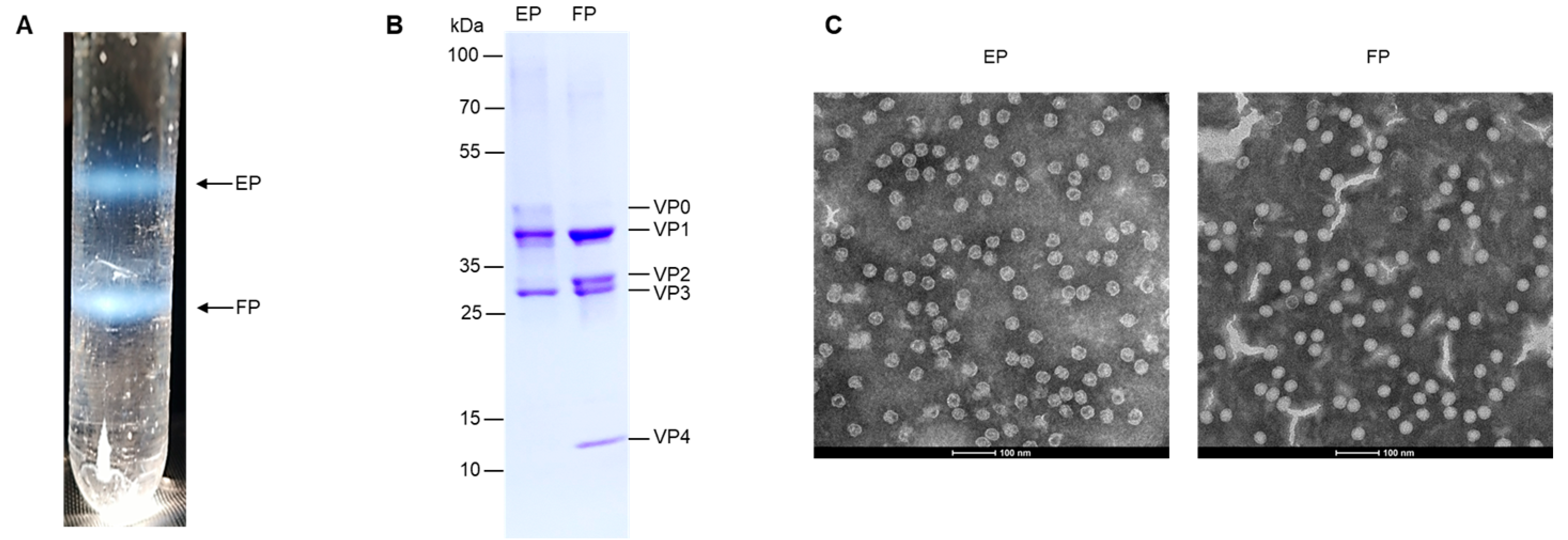Viruses 16 00573 g001
