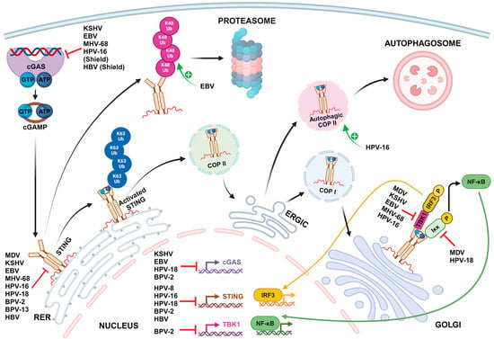 Viruses | Free Full-Text | STINGing Defenses: Unmasking the Mechanisms ...