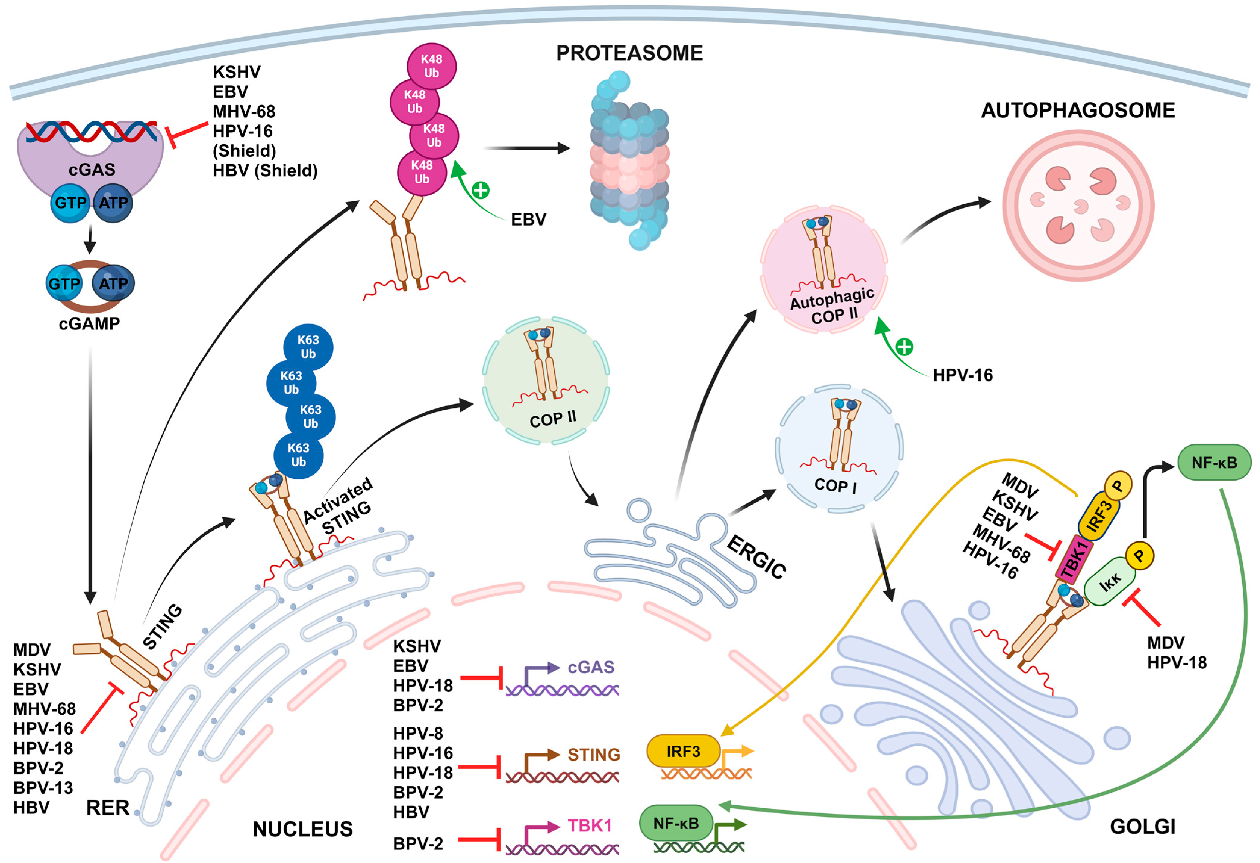 Viruses 16 00574 g001