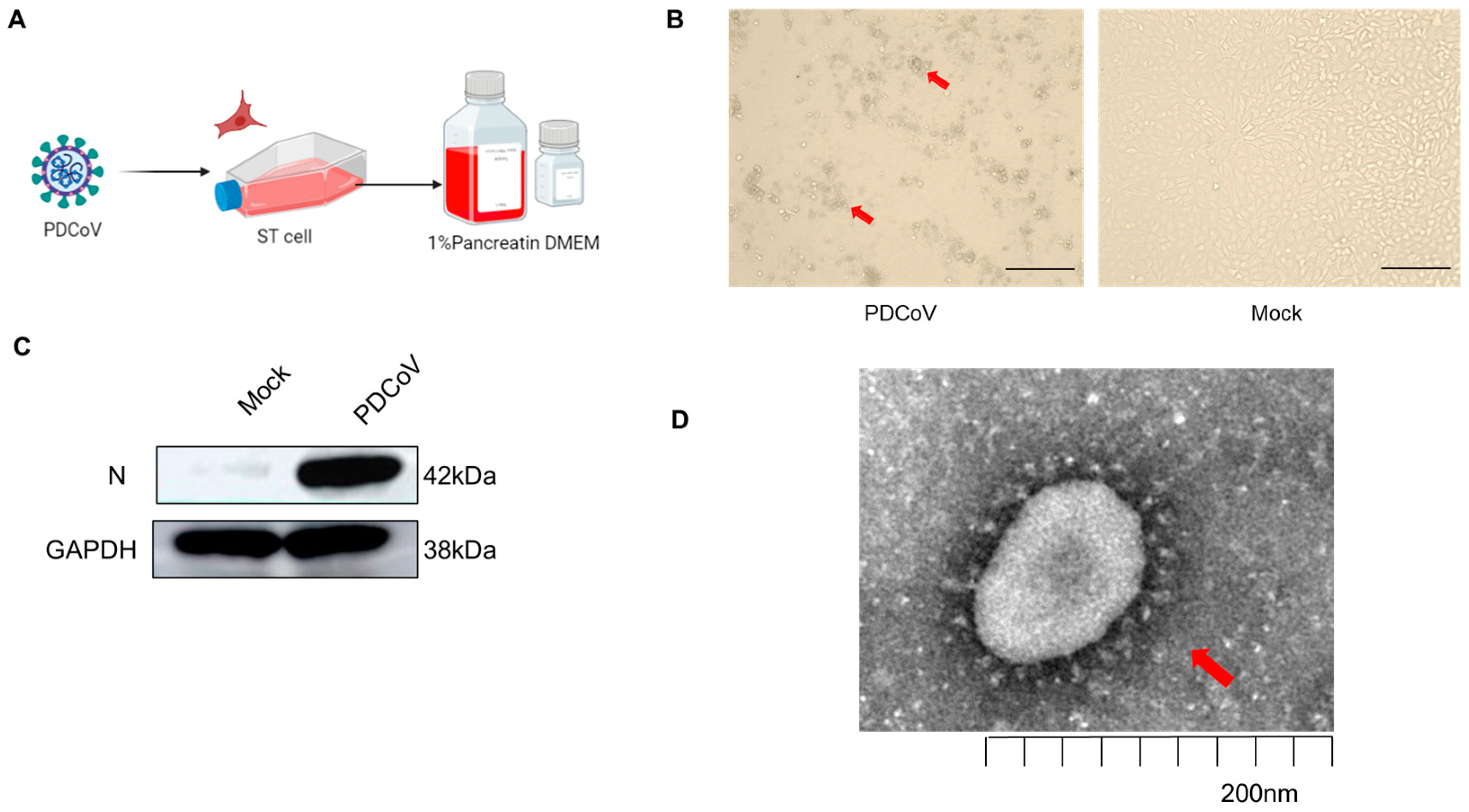 Viruses | Free Full-Text | Transcriptomic Analysis of PDCoV