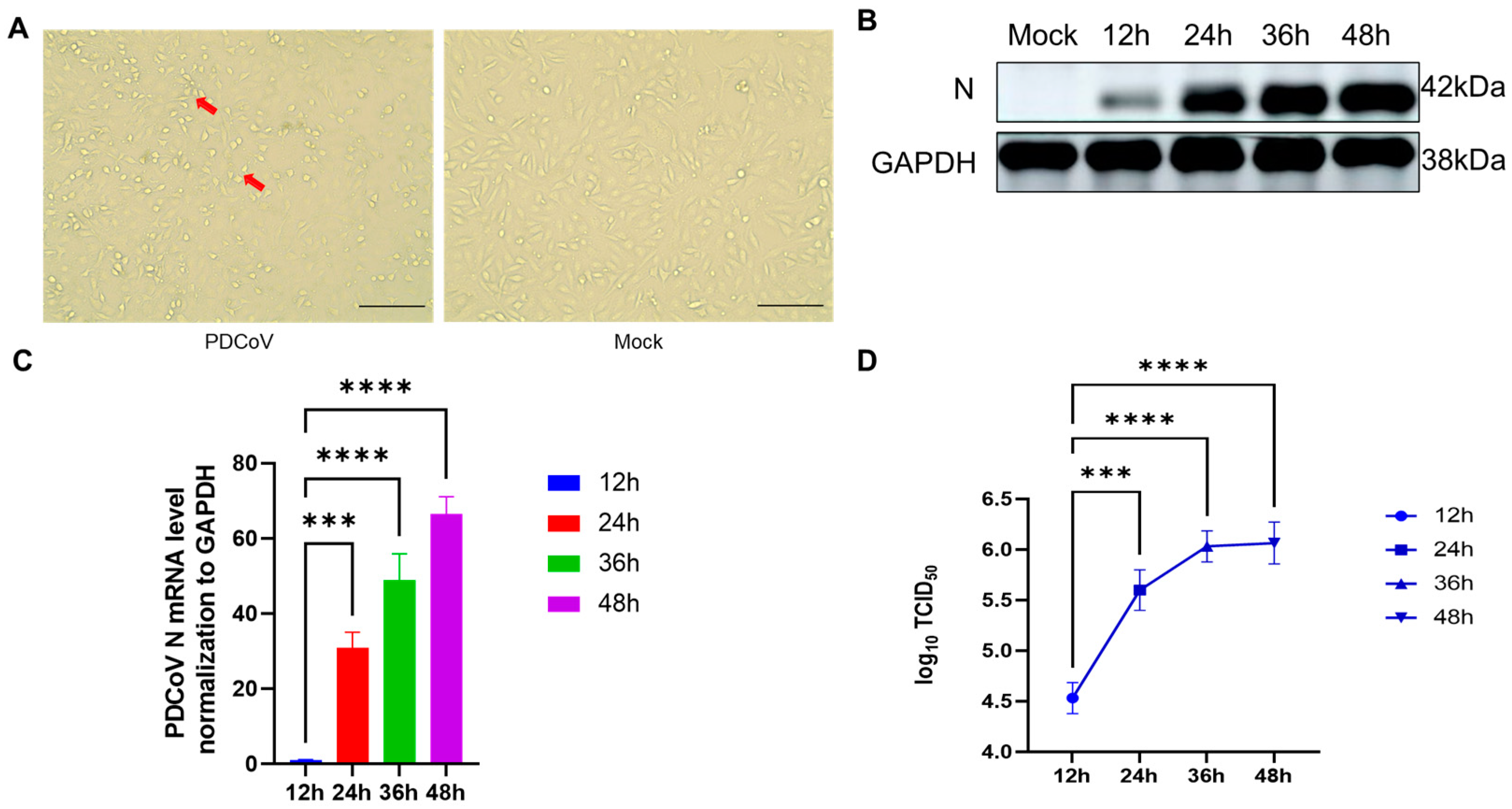 Viruses 16 00579 g002