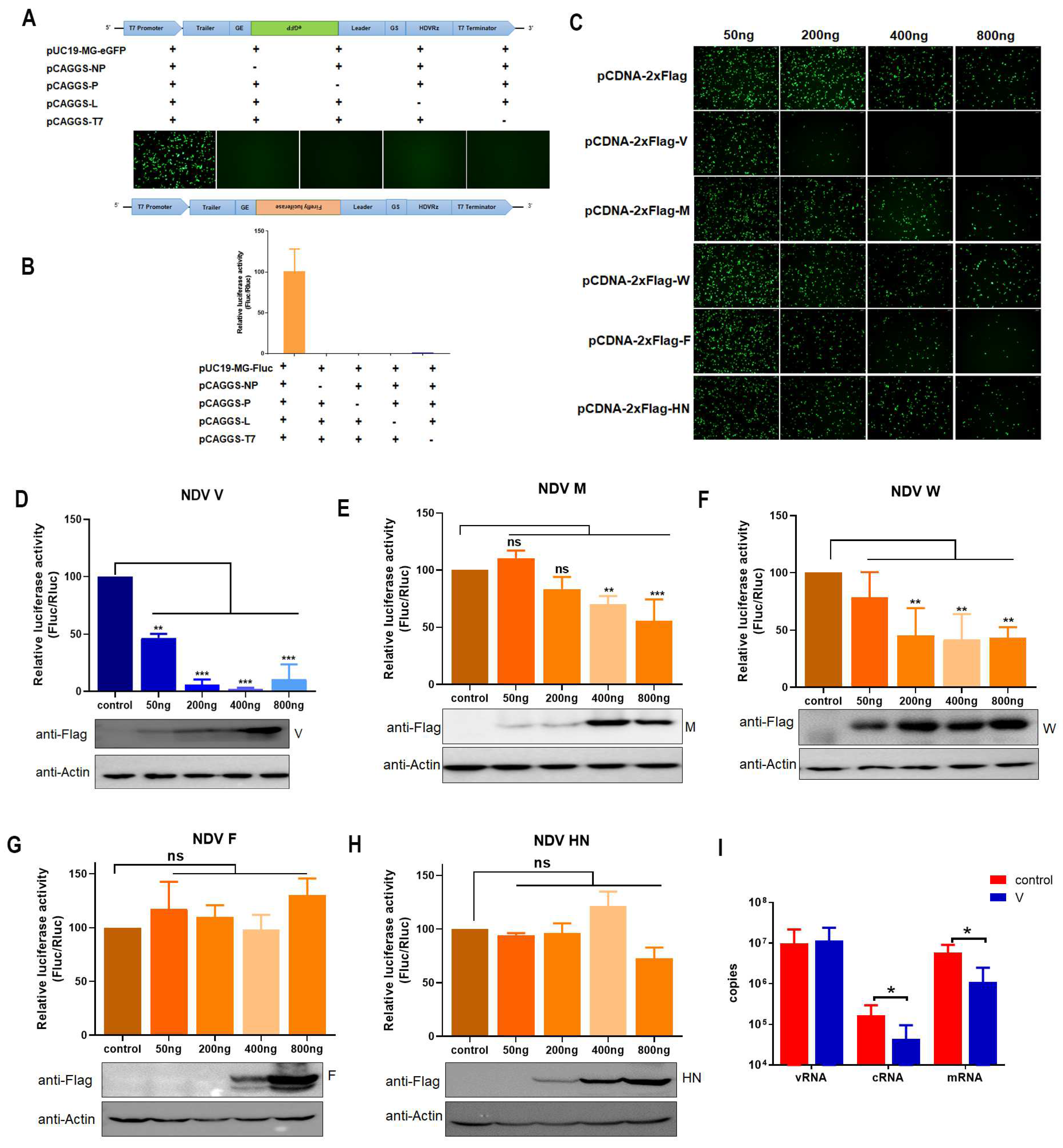 Viruses 16 00584 g001