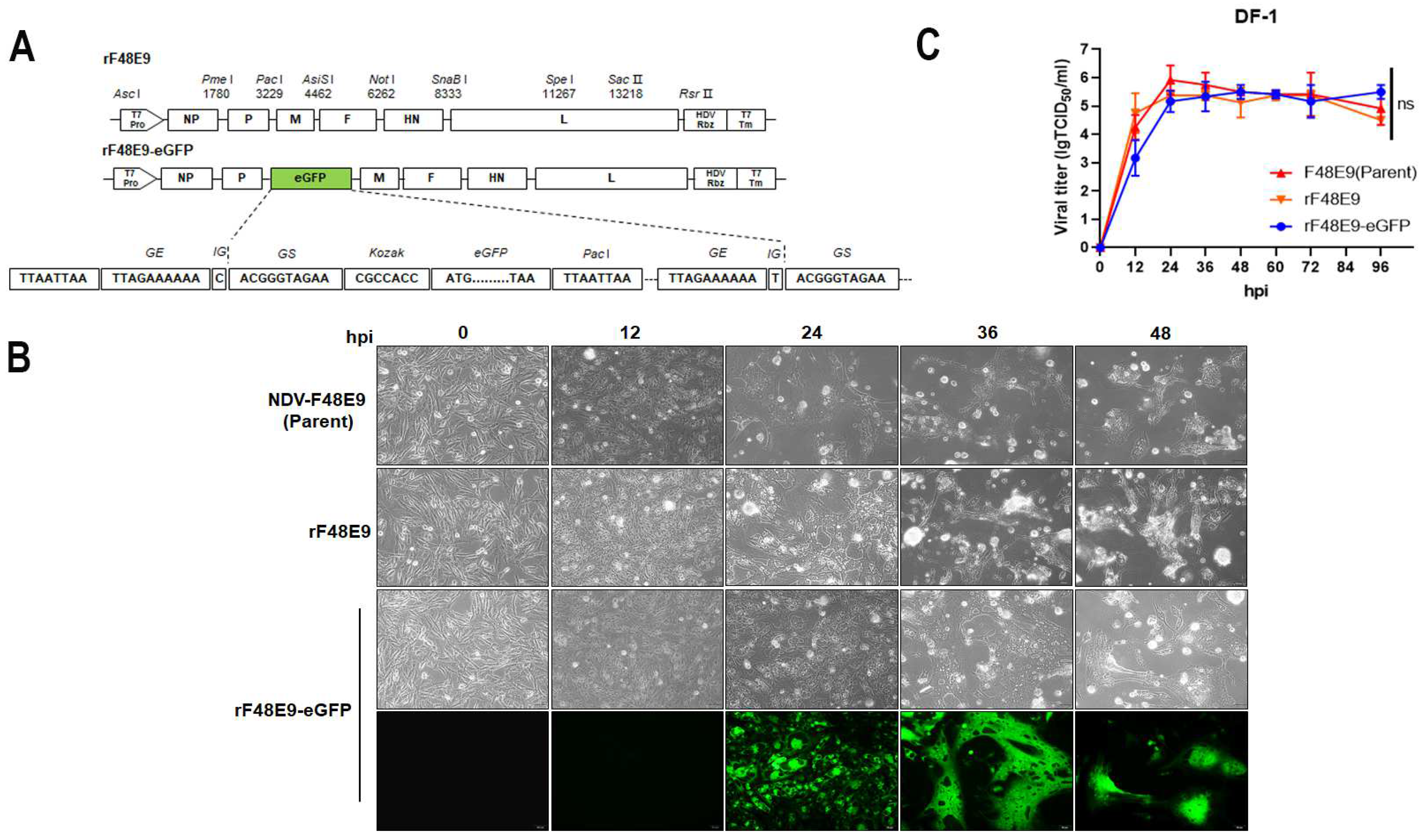 Viruses 16 00584 g004