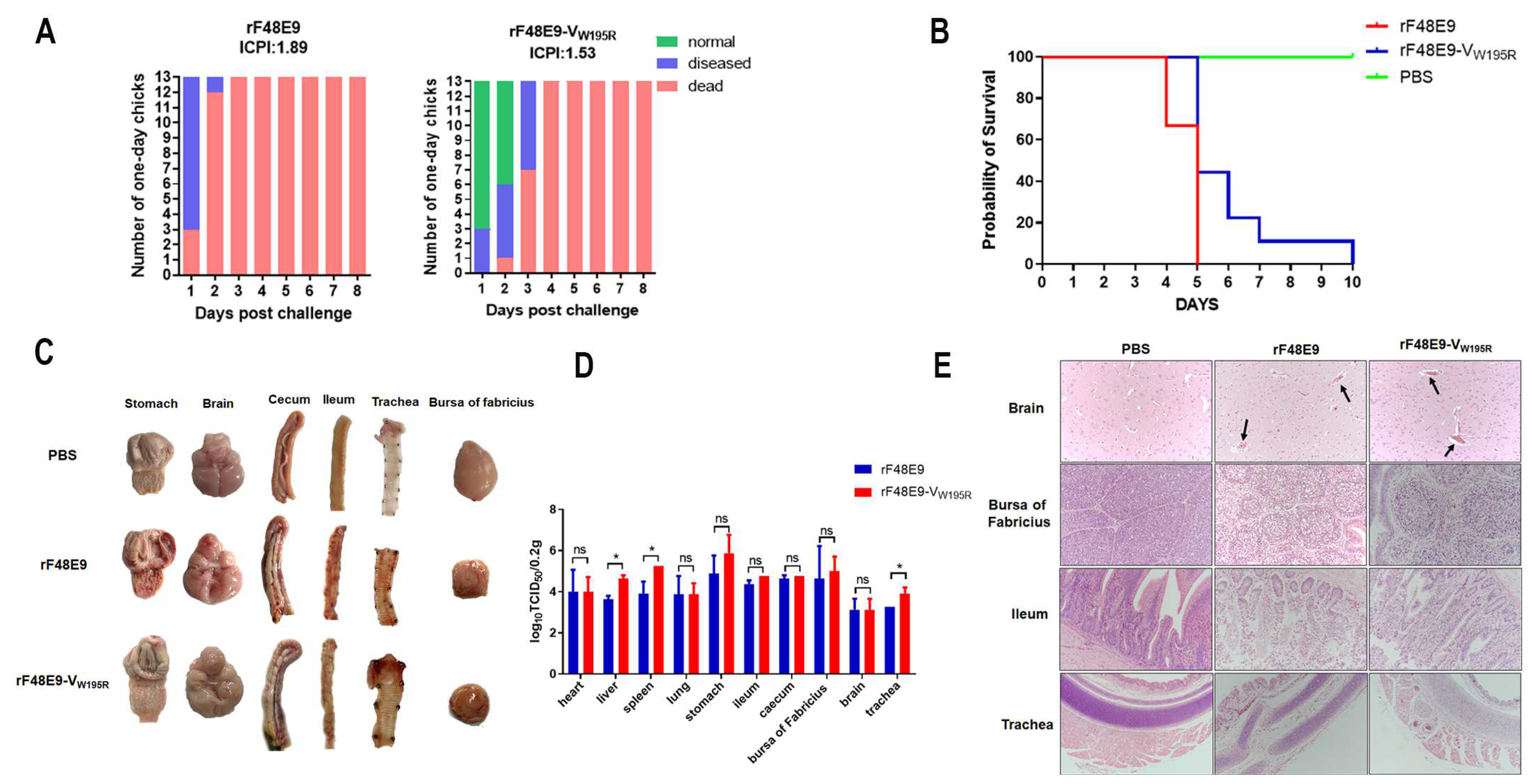 Viruses 16 00584 g006