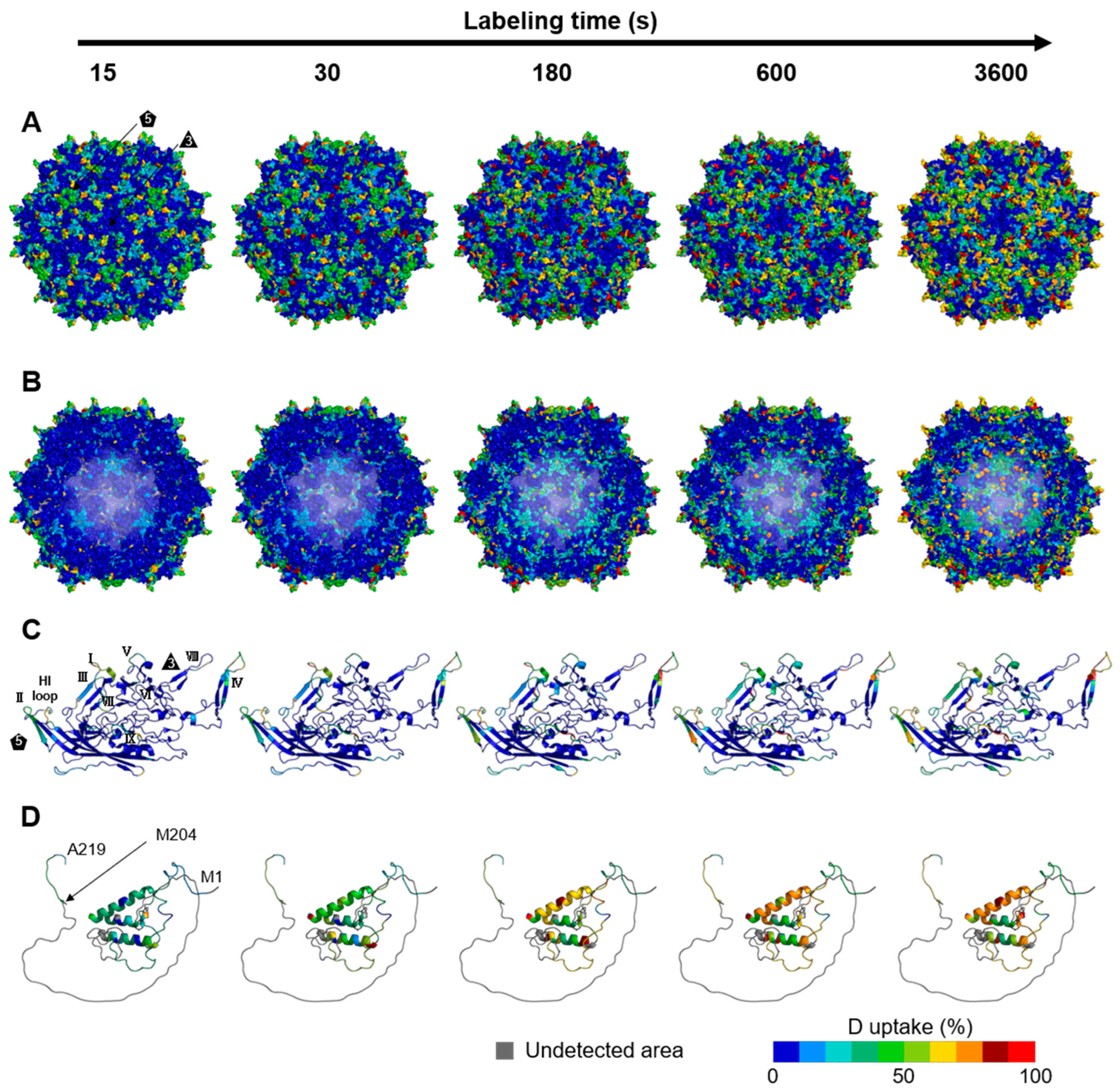 Viruses 16 00585 g002