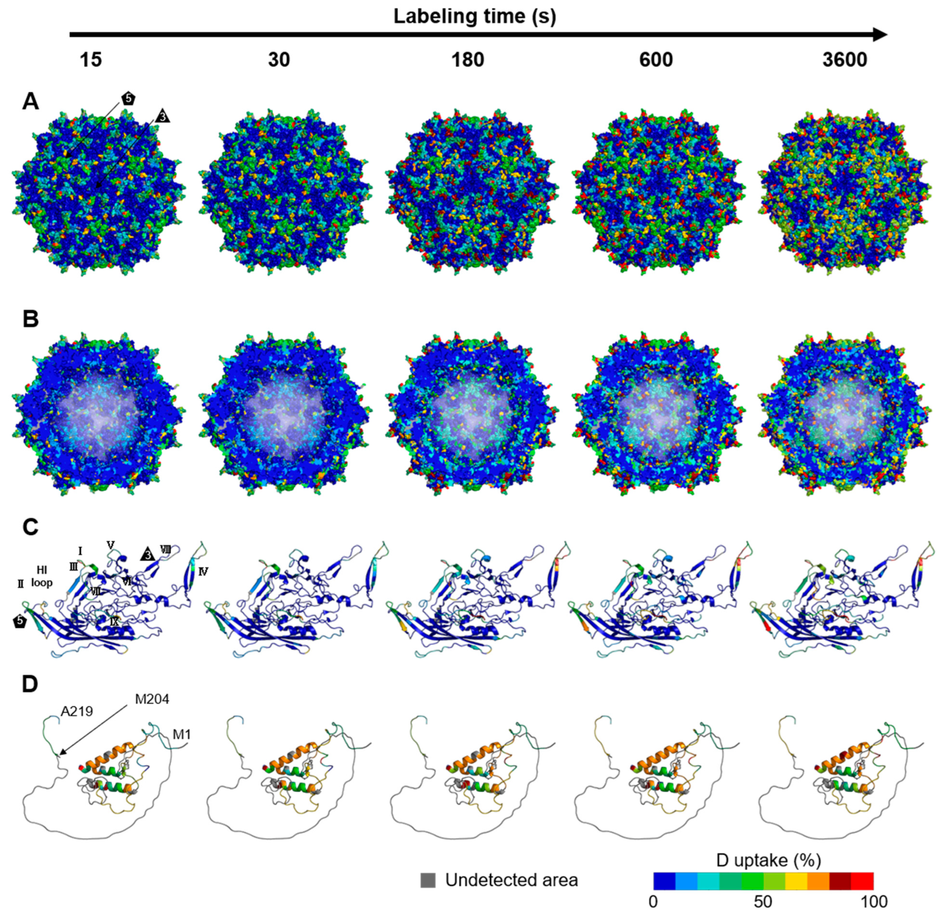 Viruses 16 00585 g003