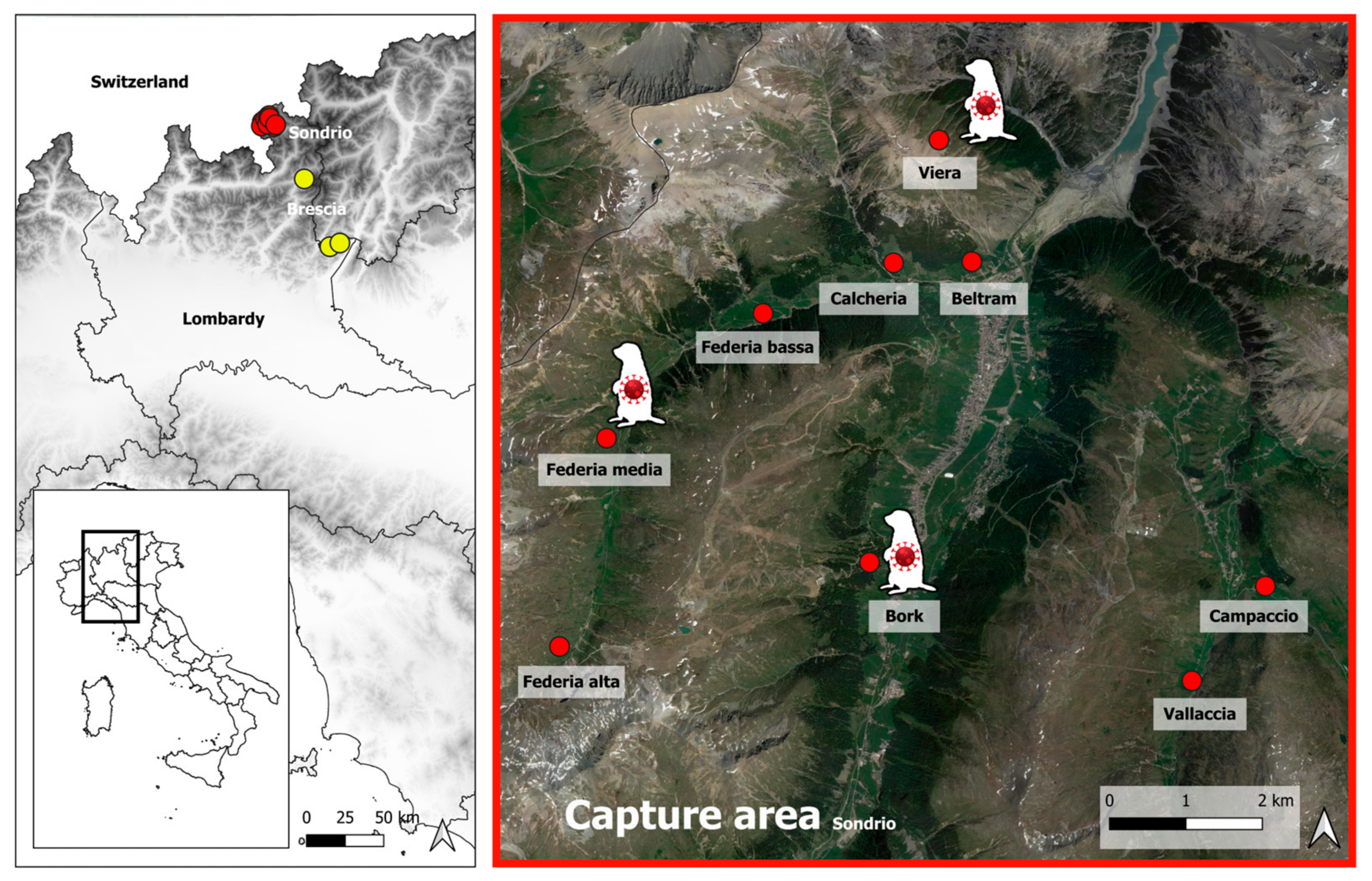 Viruses 16 00591 g001