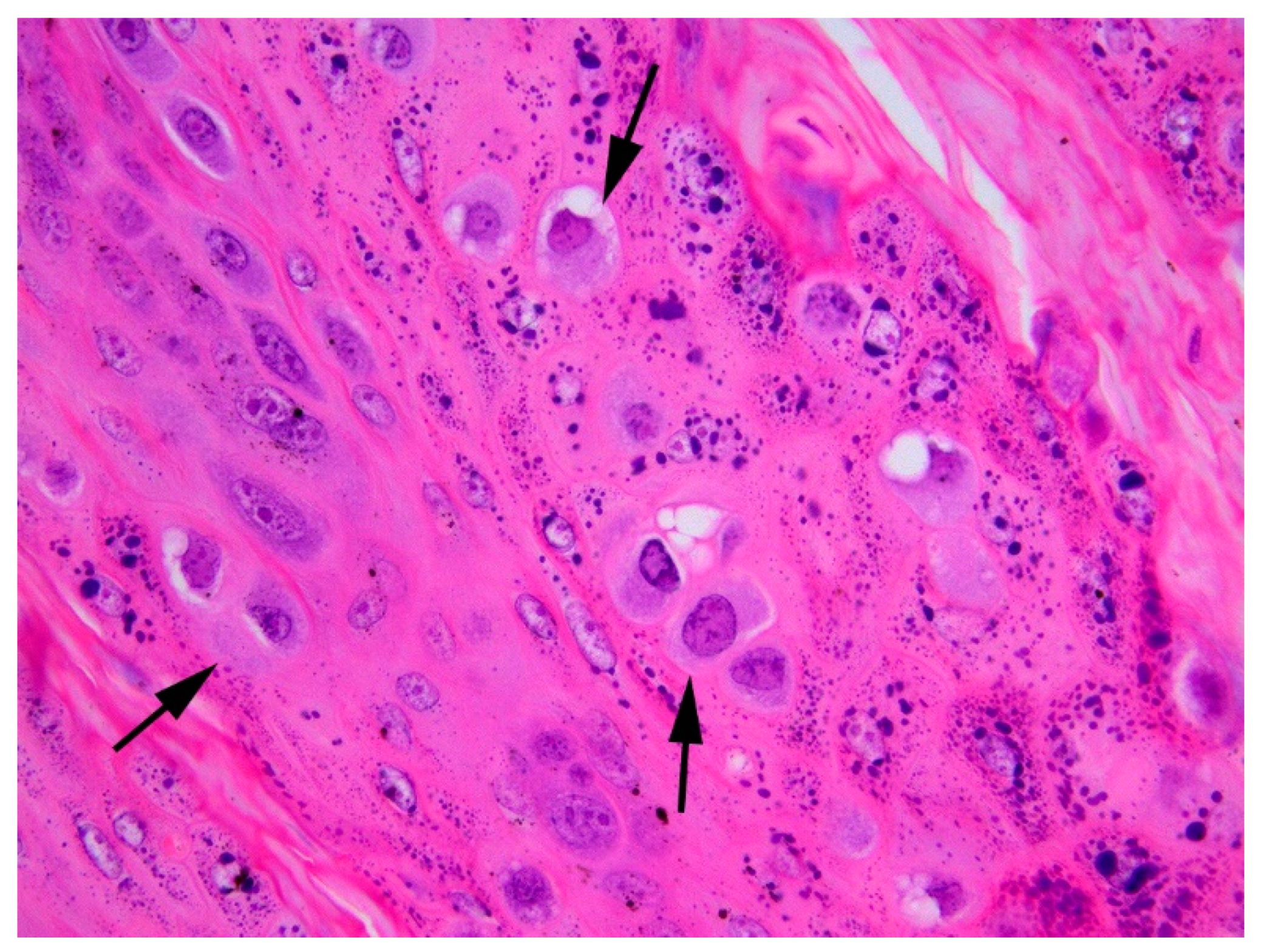 Viruses 16 00595 g003 Viruses 16 00595 g003