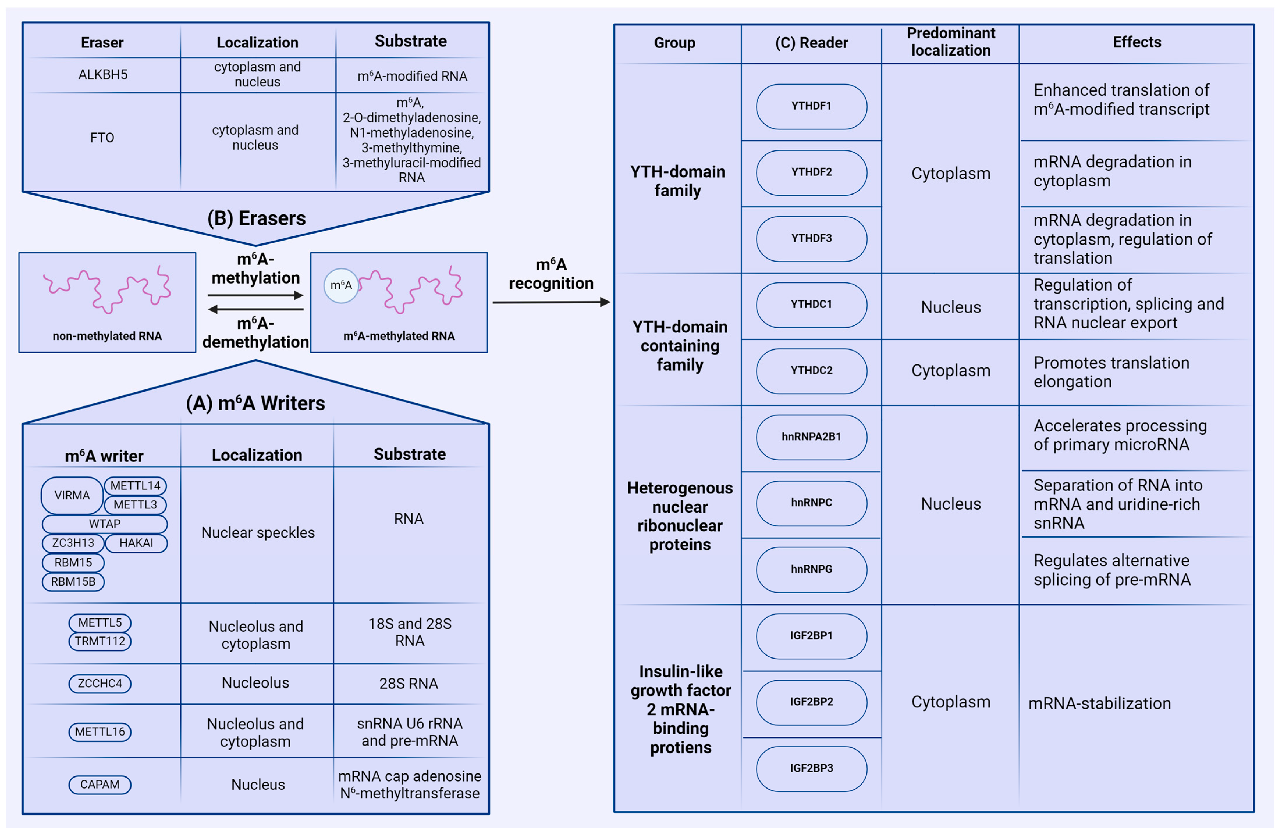 Viruses 16 00601 g002