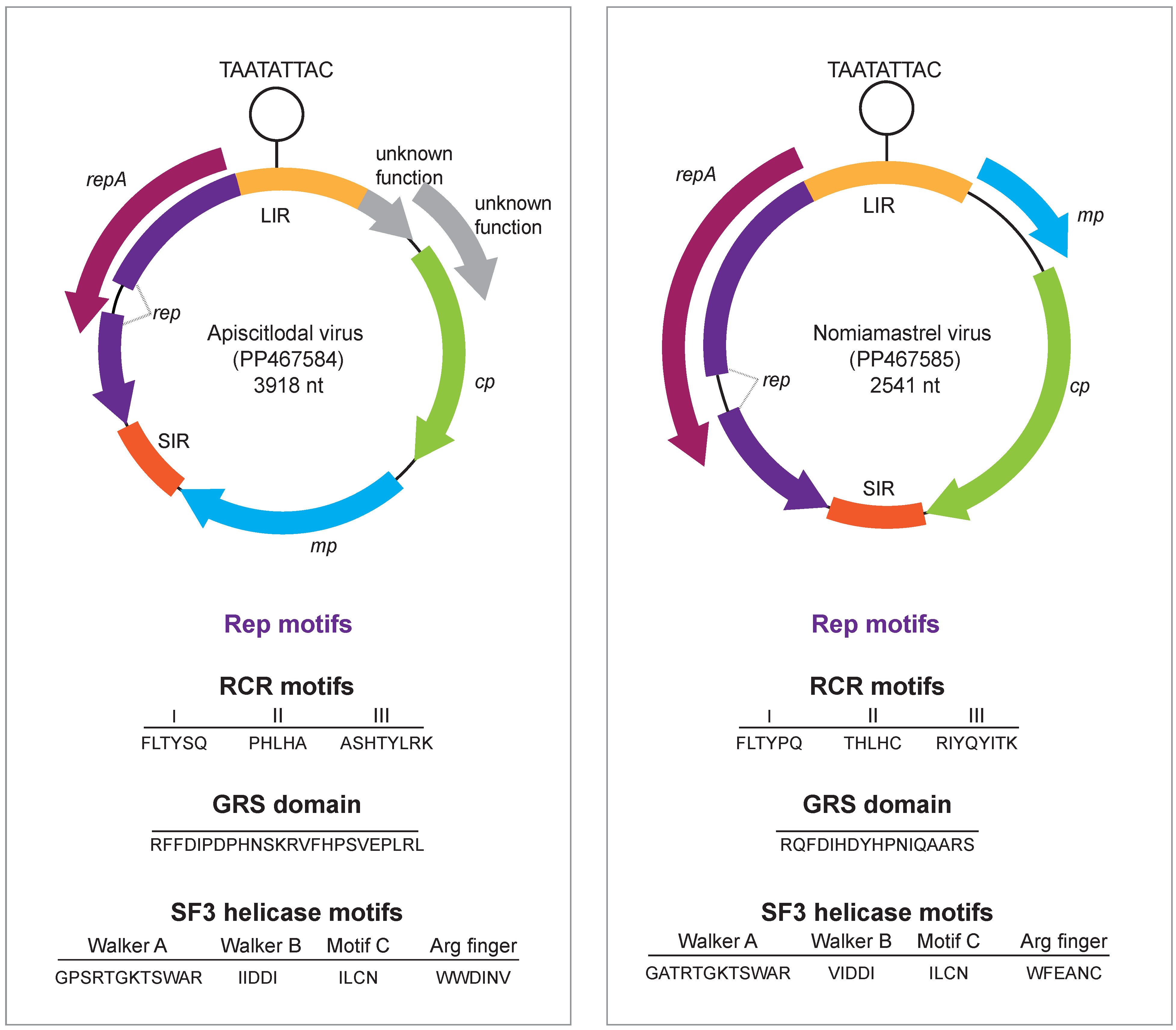 Viruses 16 00602 g001