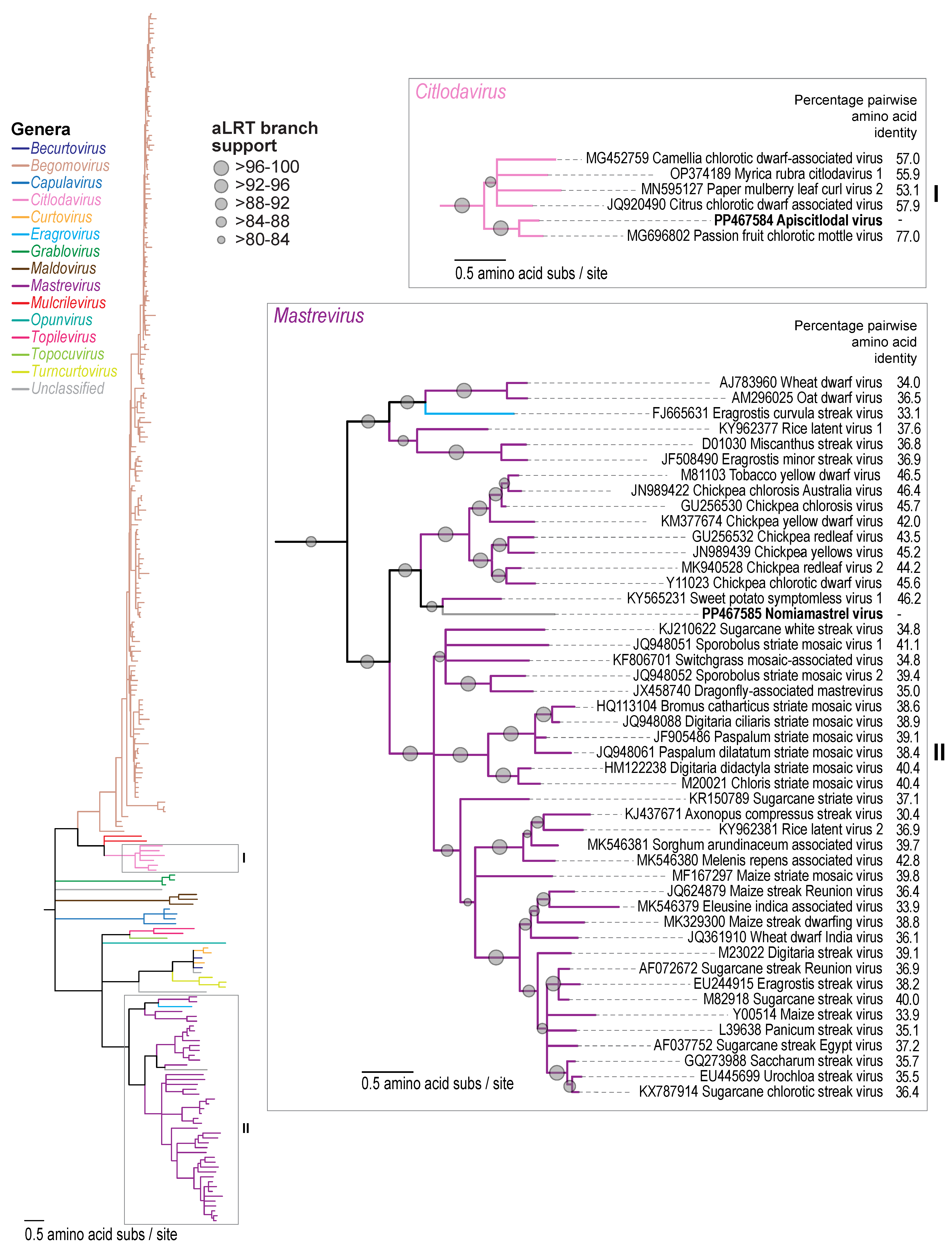 Viruses 16 00602 g004