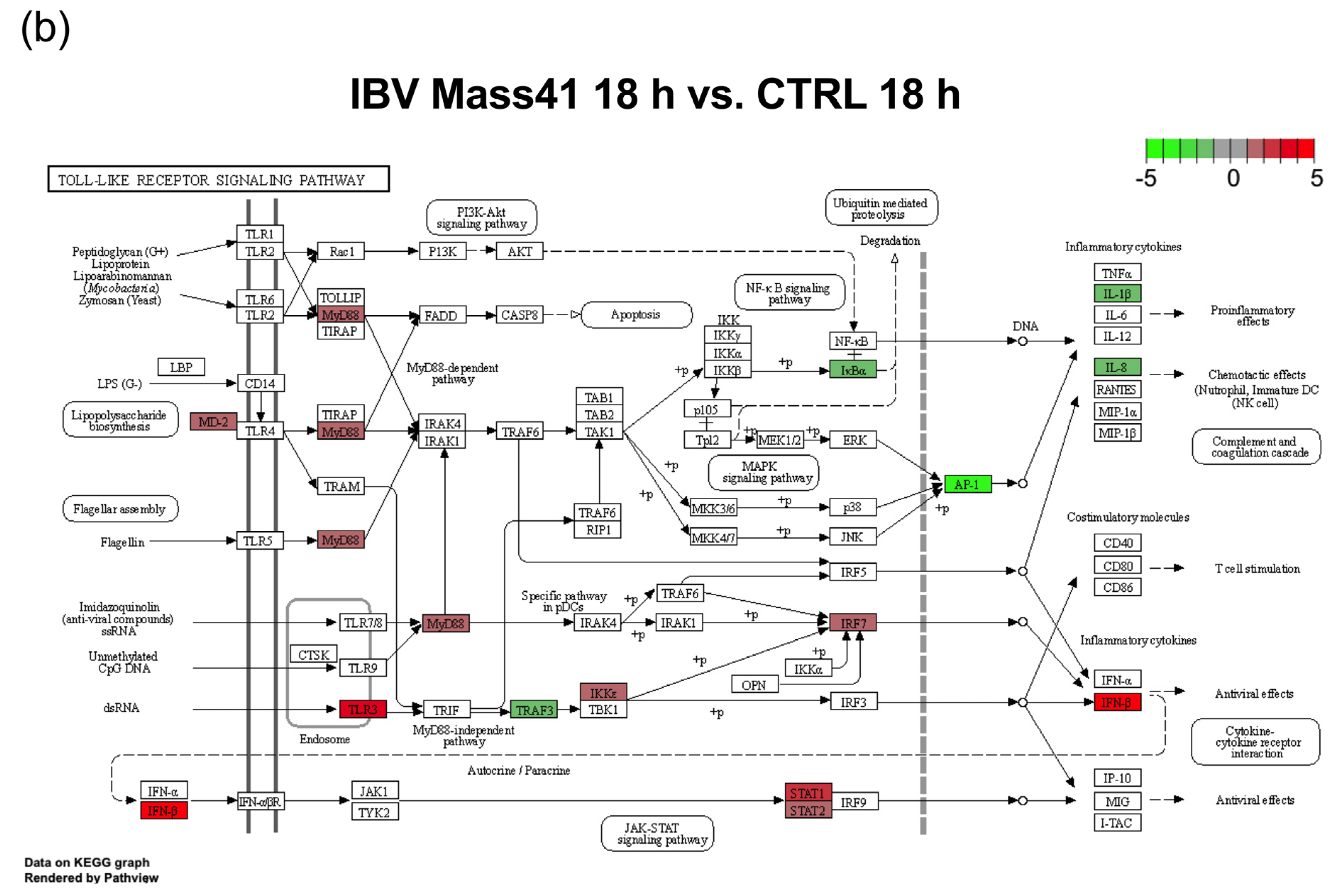 Viruses 16 00605 g006b