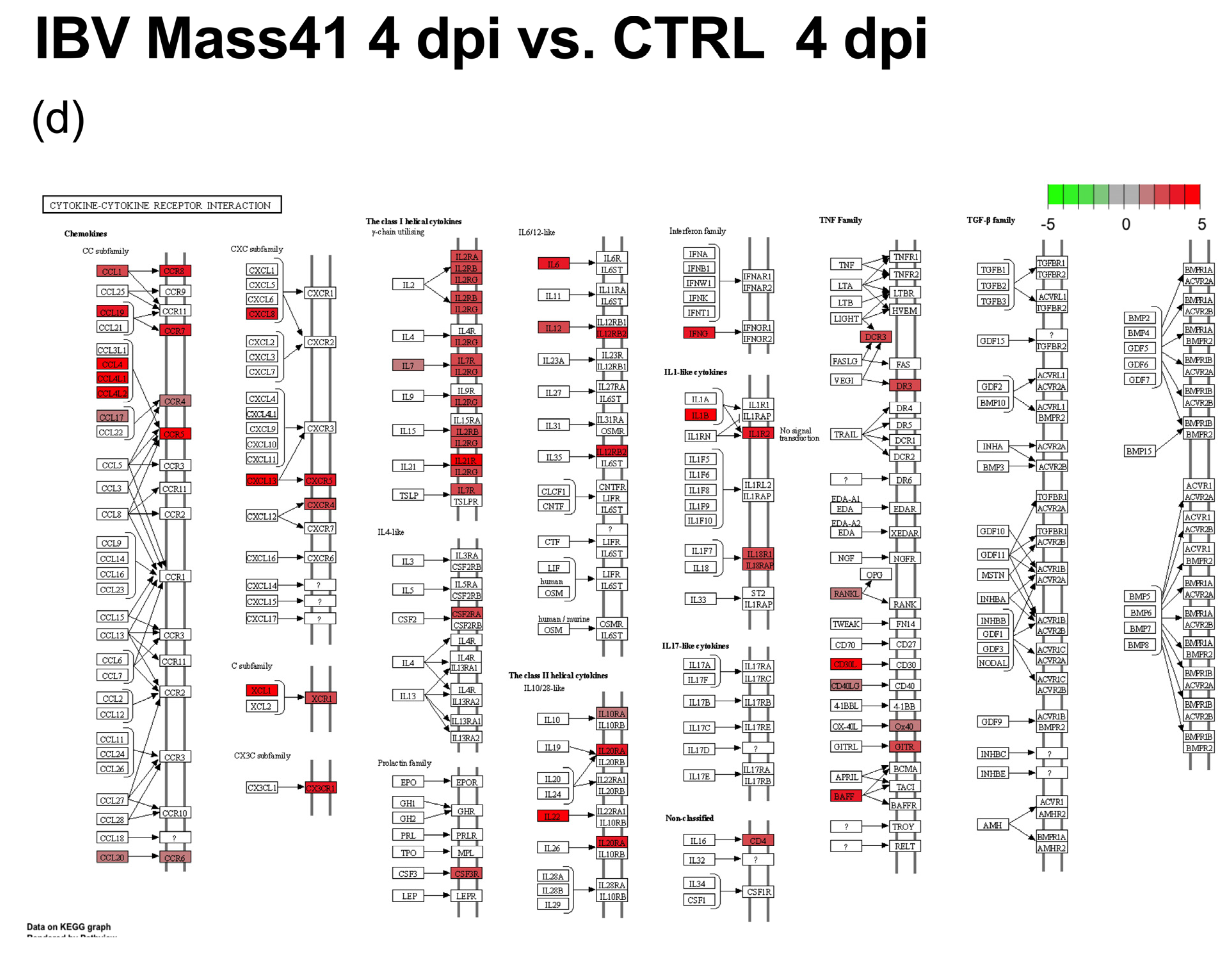 Viruses 16 00605 g010c