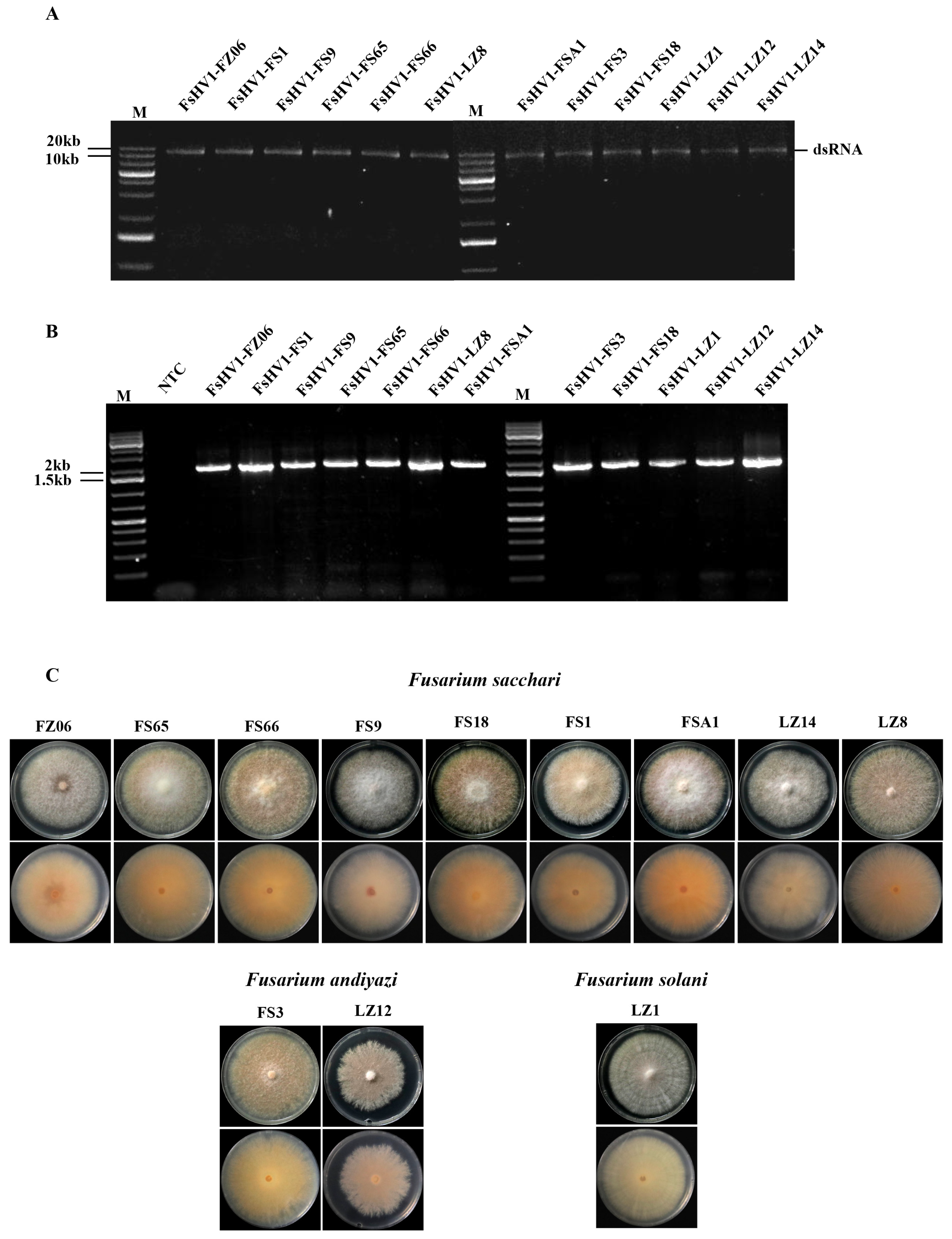 Viruses 16 00608 g001