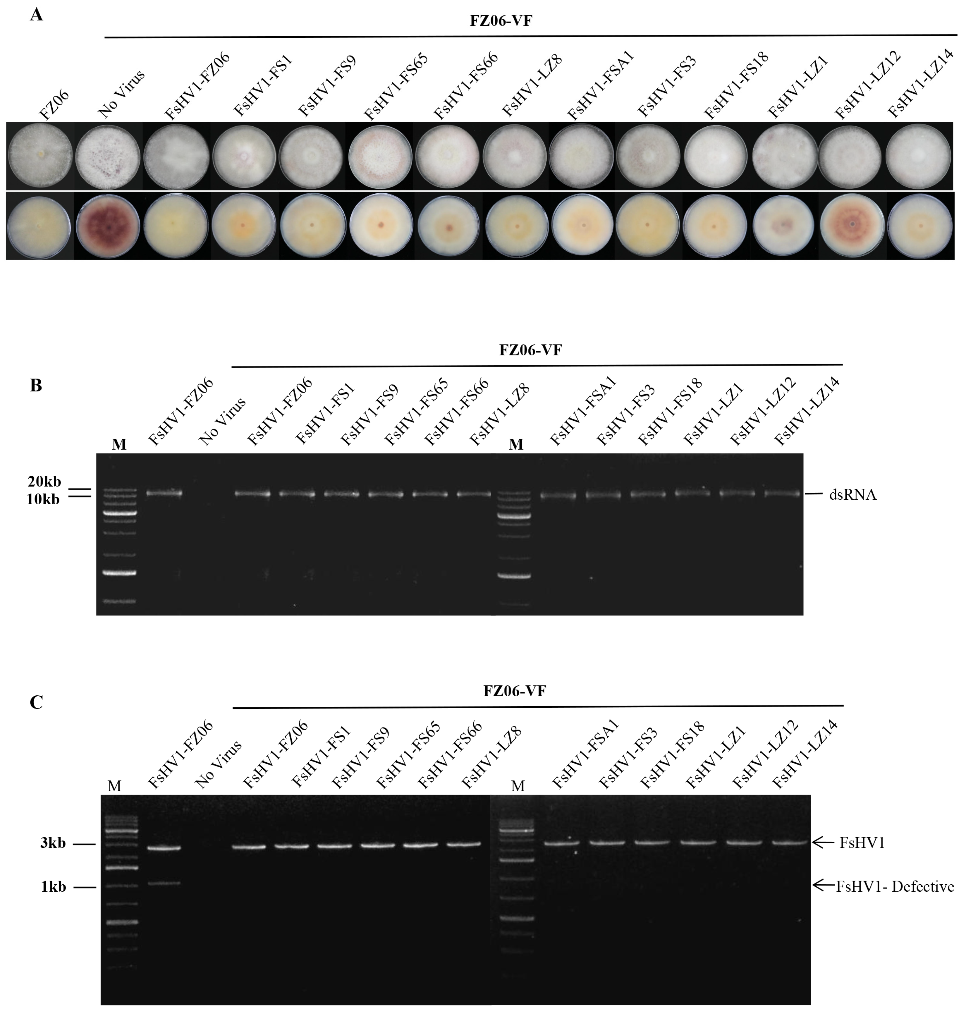 Viruses 16 00608 g004