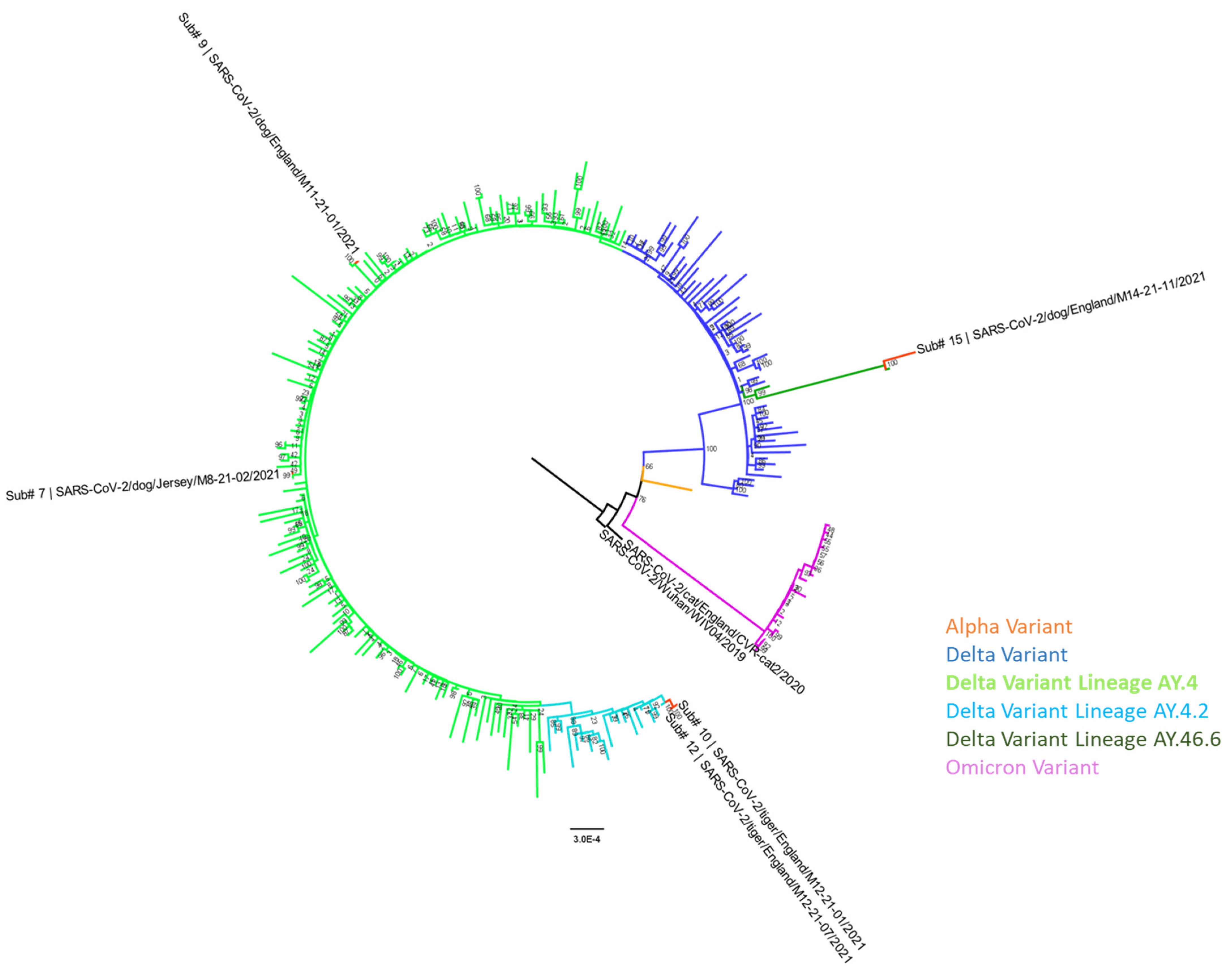 Viruses | Free Full-Text | Detection of SARS-CoV-2 Delta Variant  (B.1.617.2) in Domestic Dogs and Zoo Tigers in England and Jersey during  2021