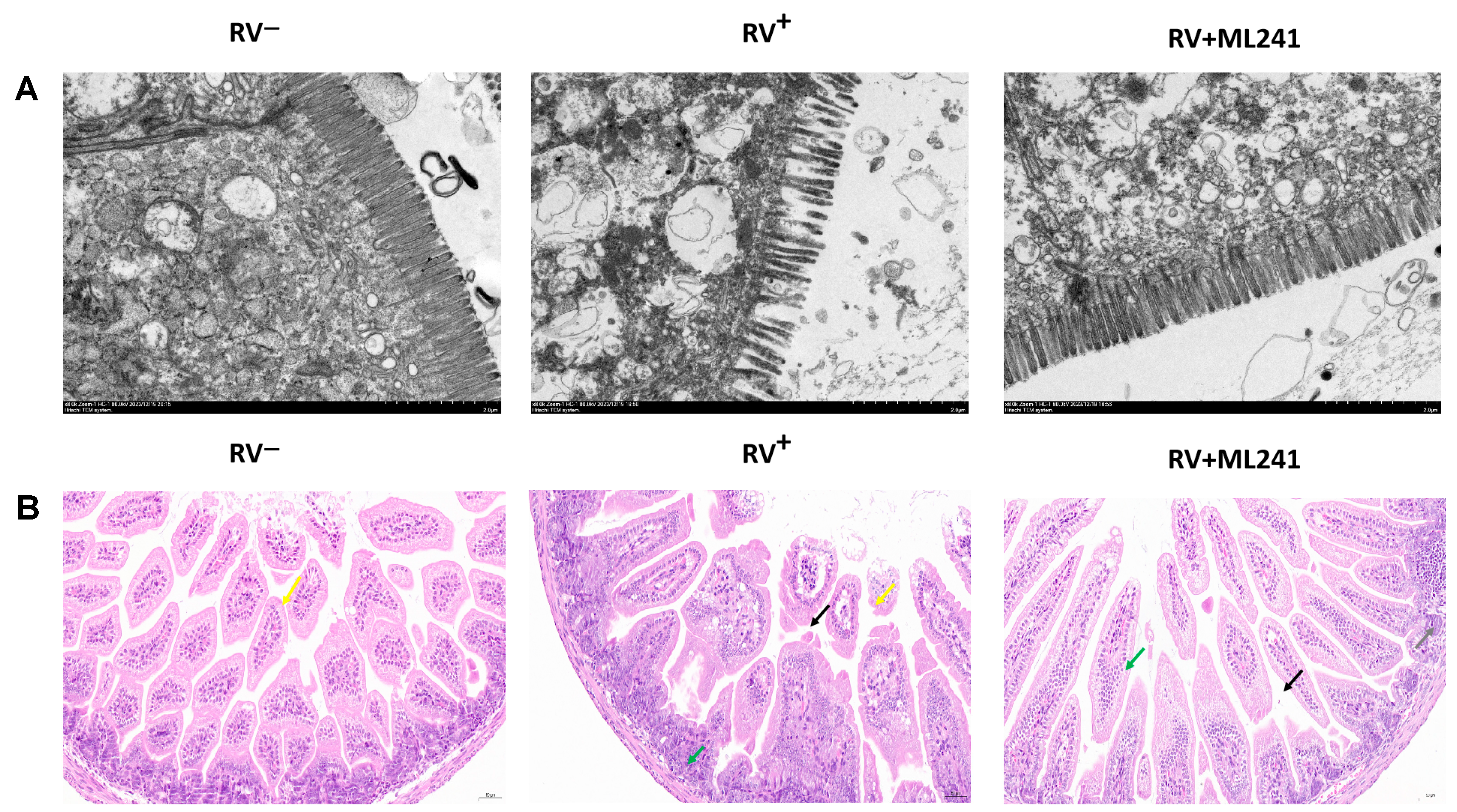 Viruses 16 00623 g006 Viruses 16 00623 g006