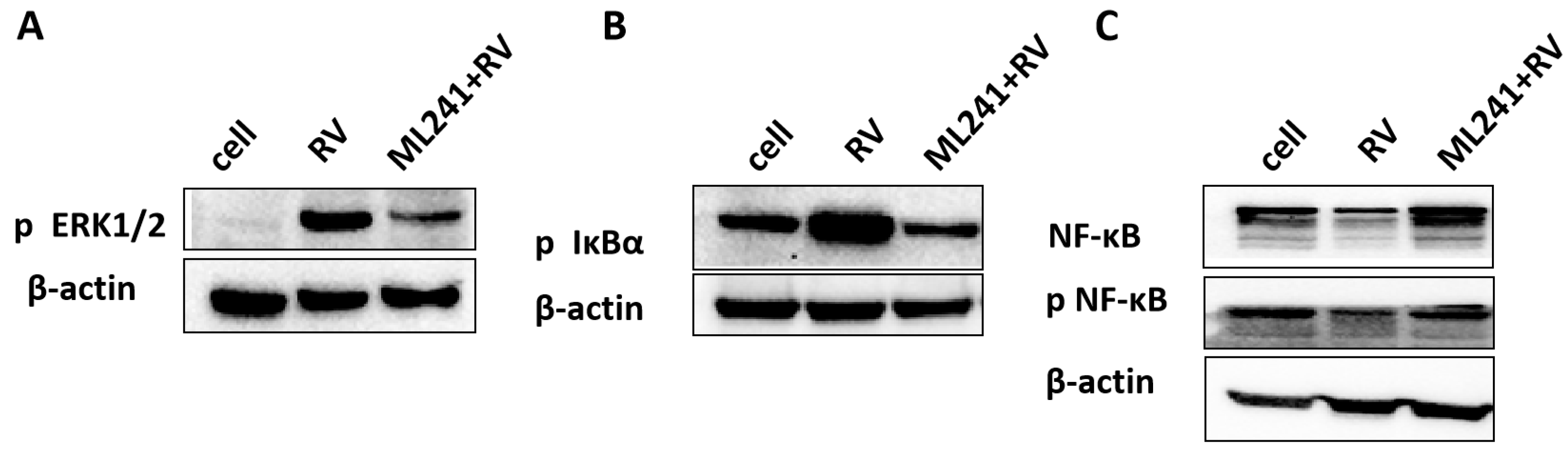 Viruses 16 00623 g009 Viruses 16 00623 g009