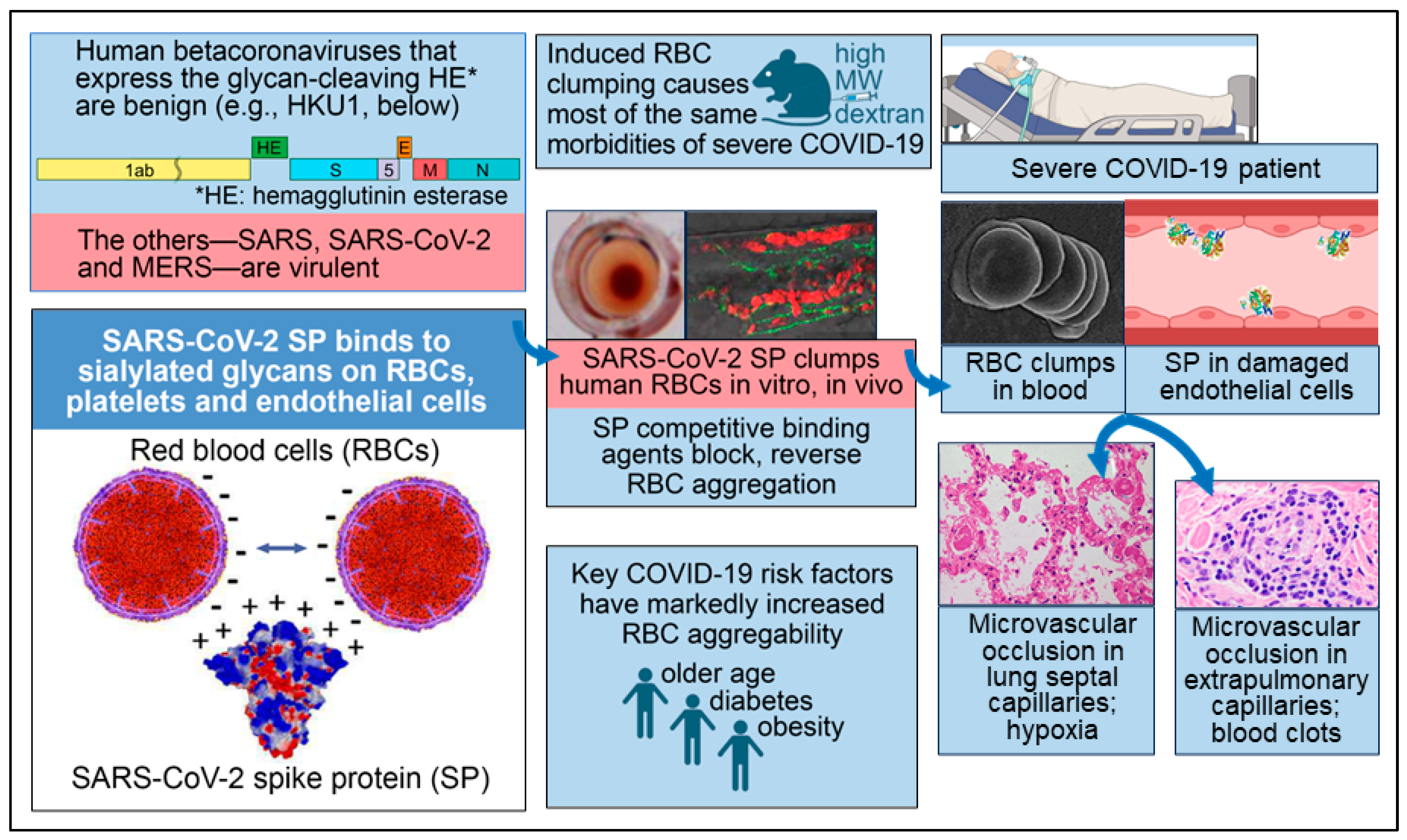 Viruses | Free Full-Text | Back to the Basics of SARS-CoV-2