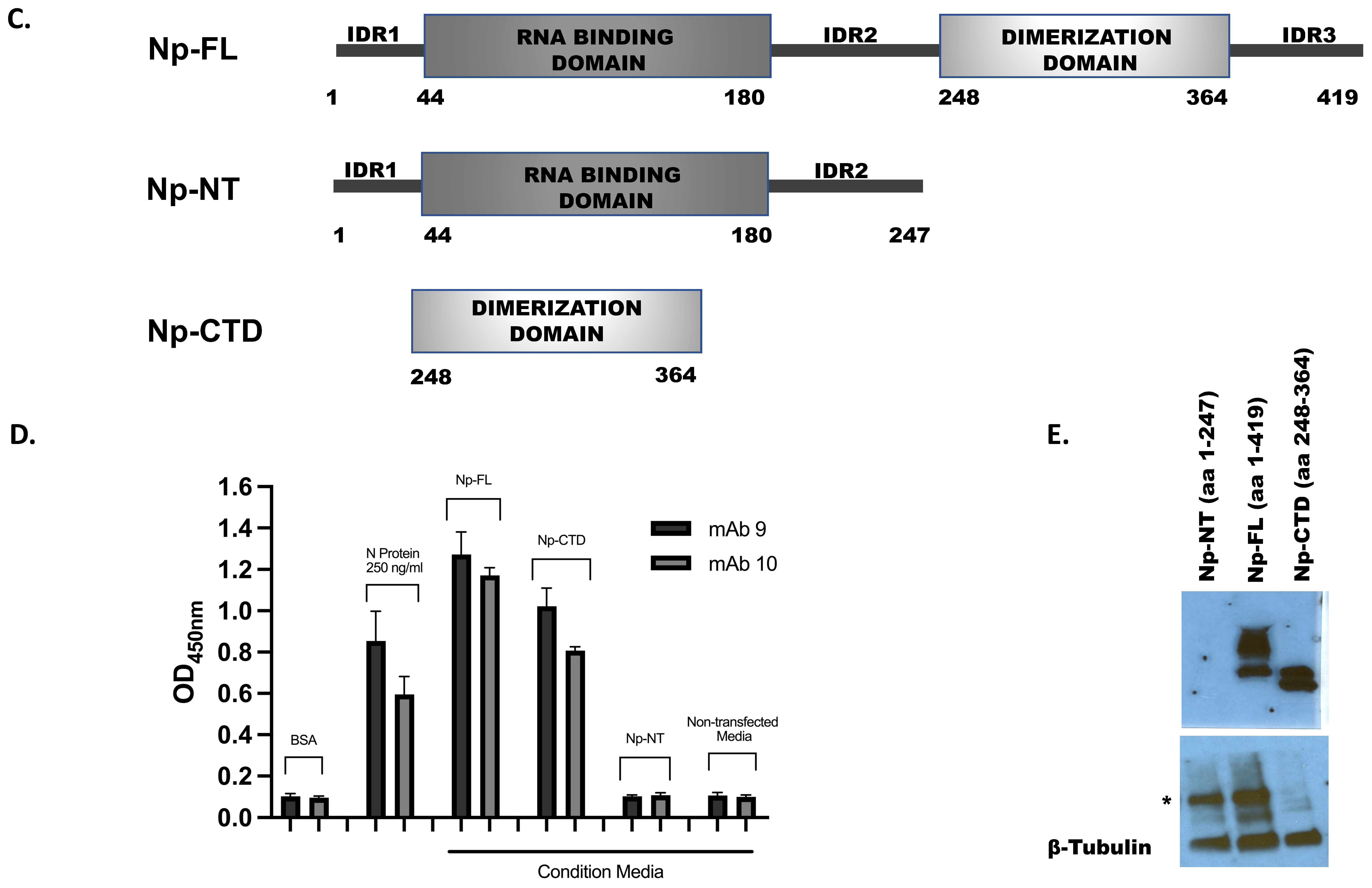 Viruses 16 00662 g002b