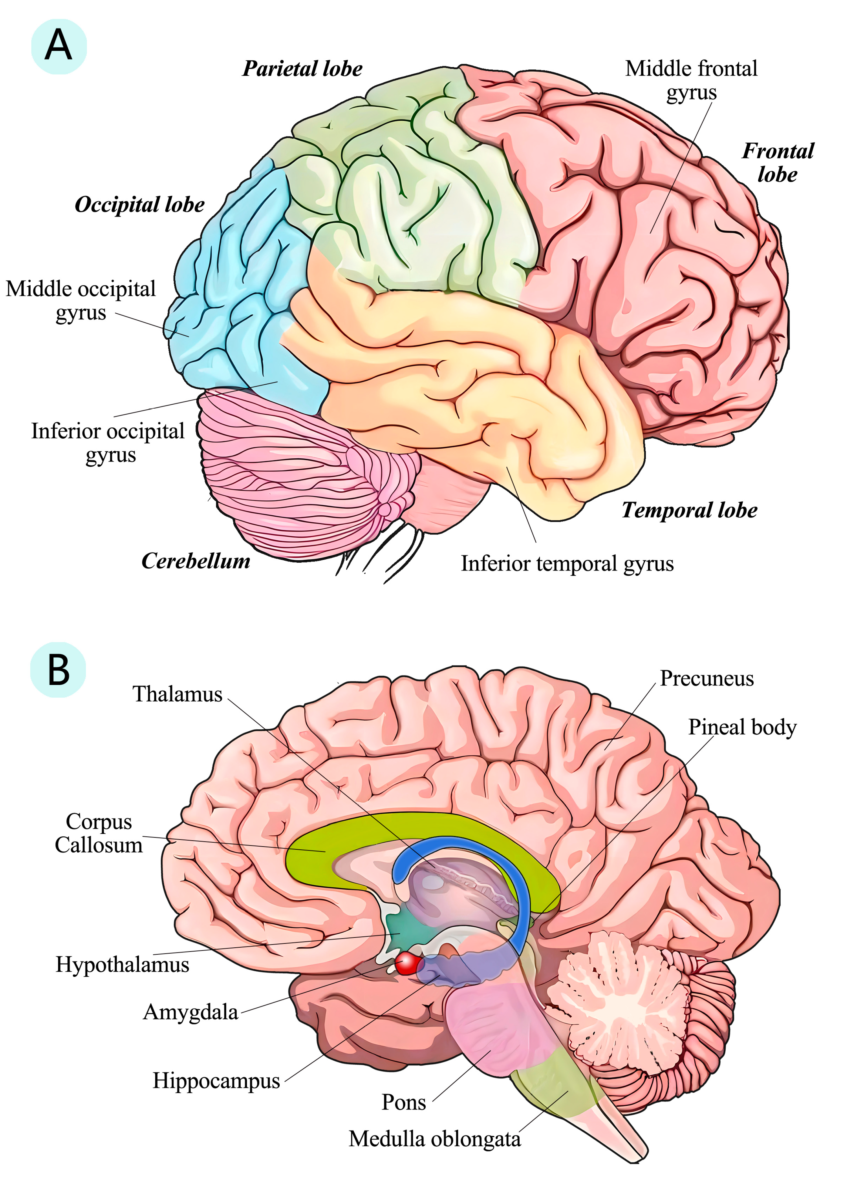 Viruses 16 00663 g002