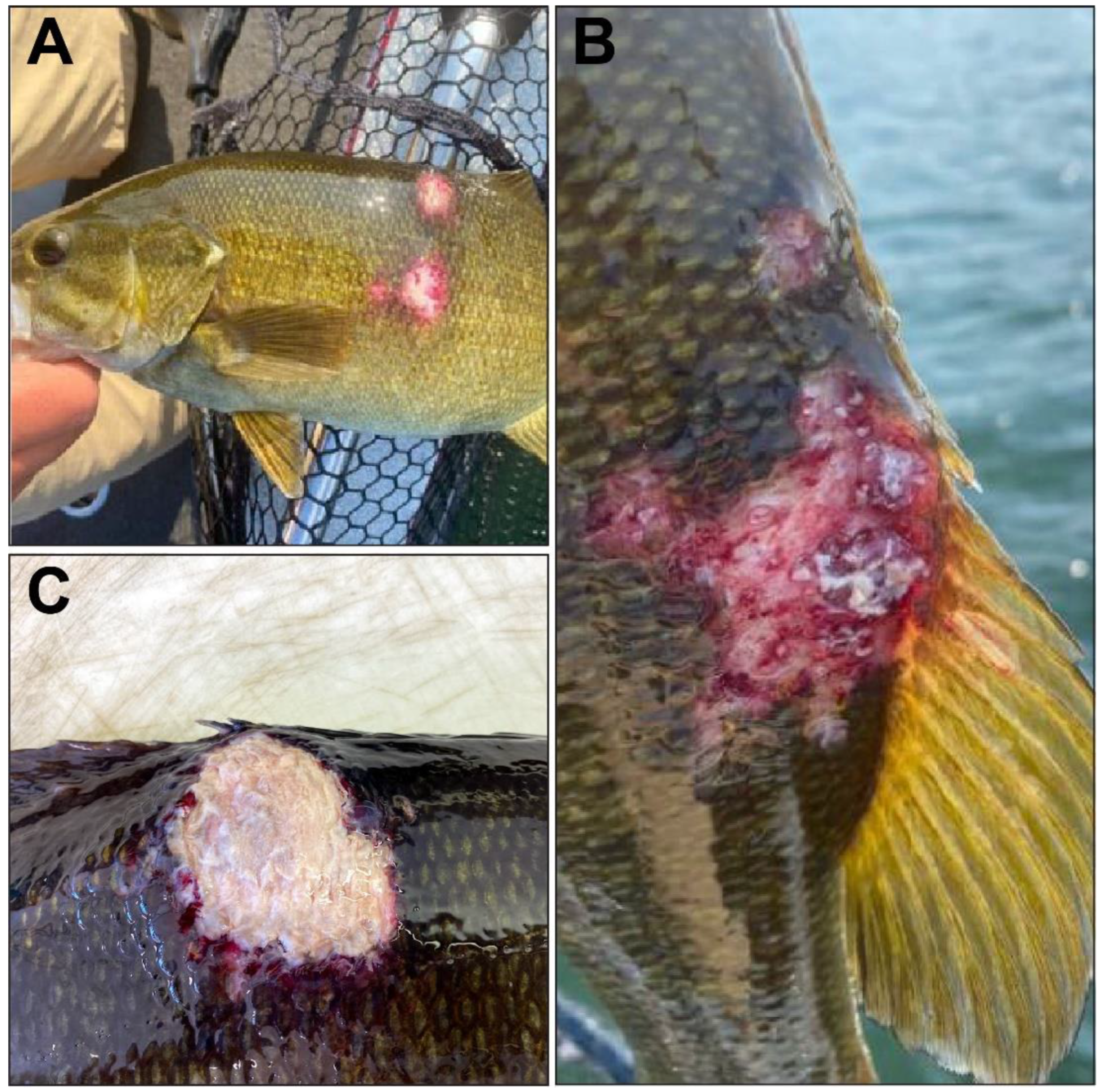 Viruses 16 00715 g001