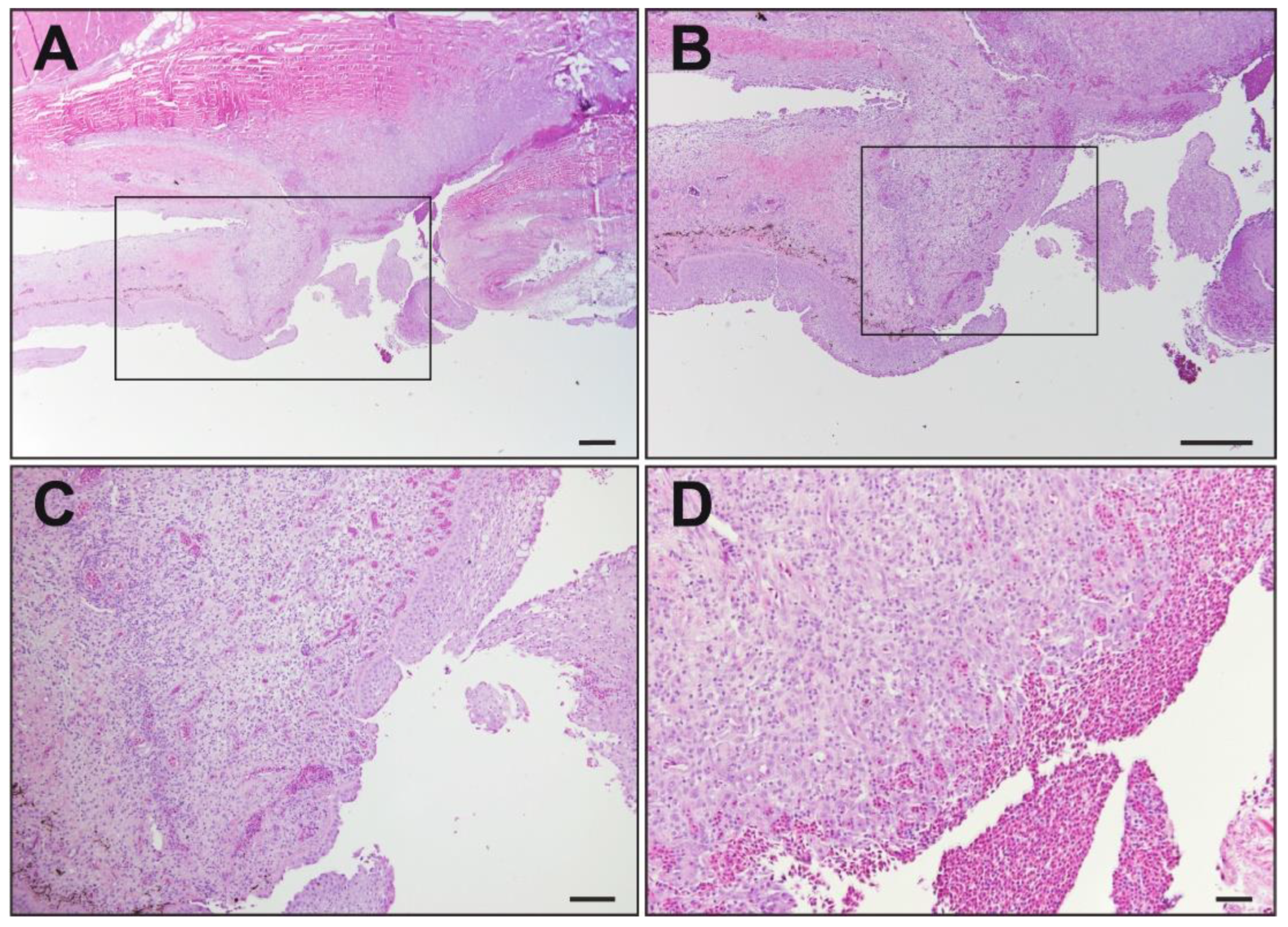 Viruses 16 00715 g002