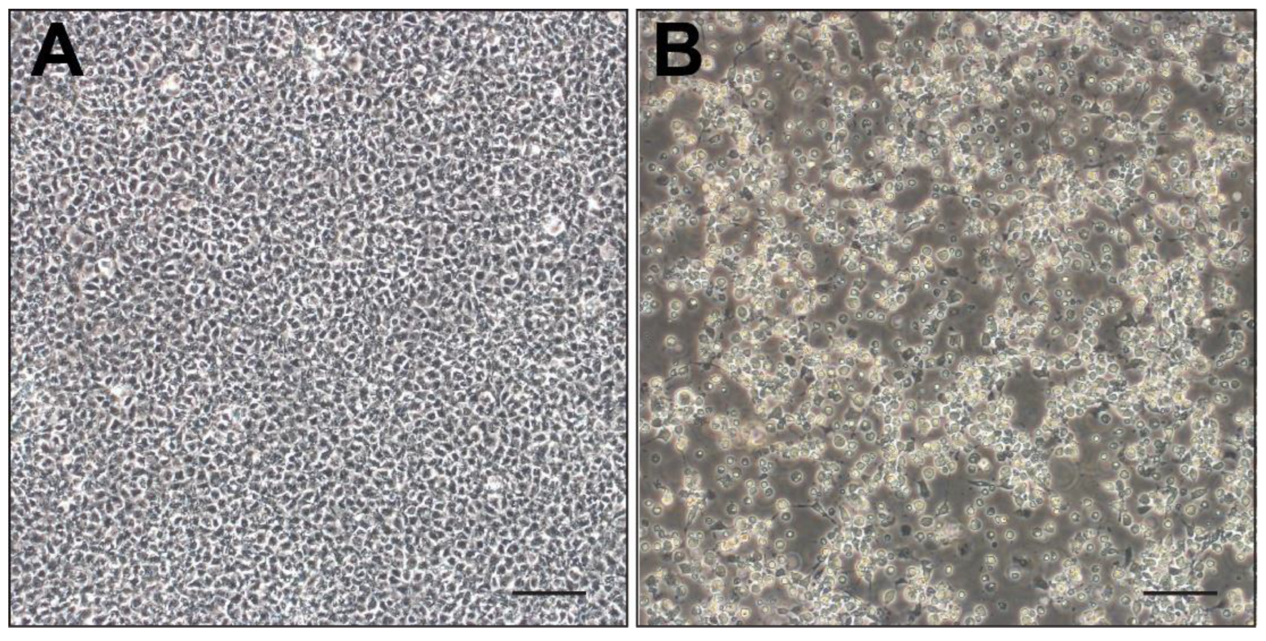 Viruses 16 00715 g003