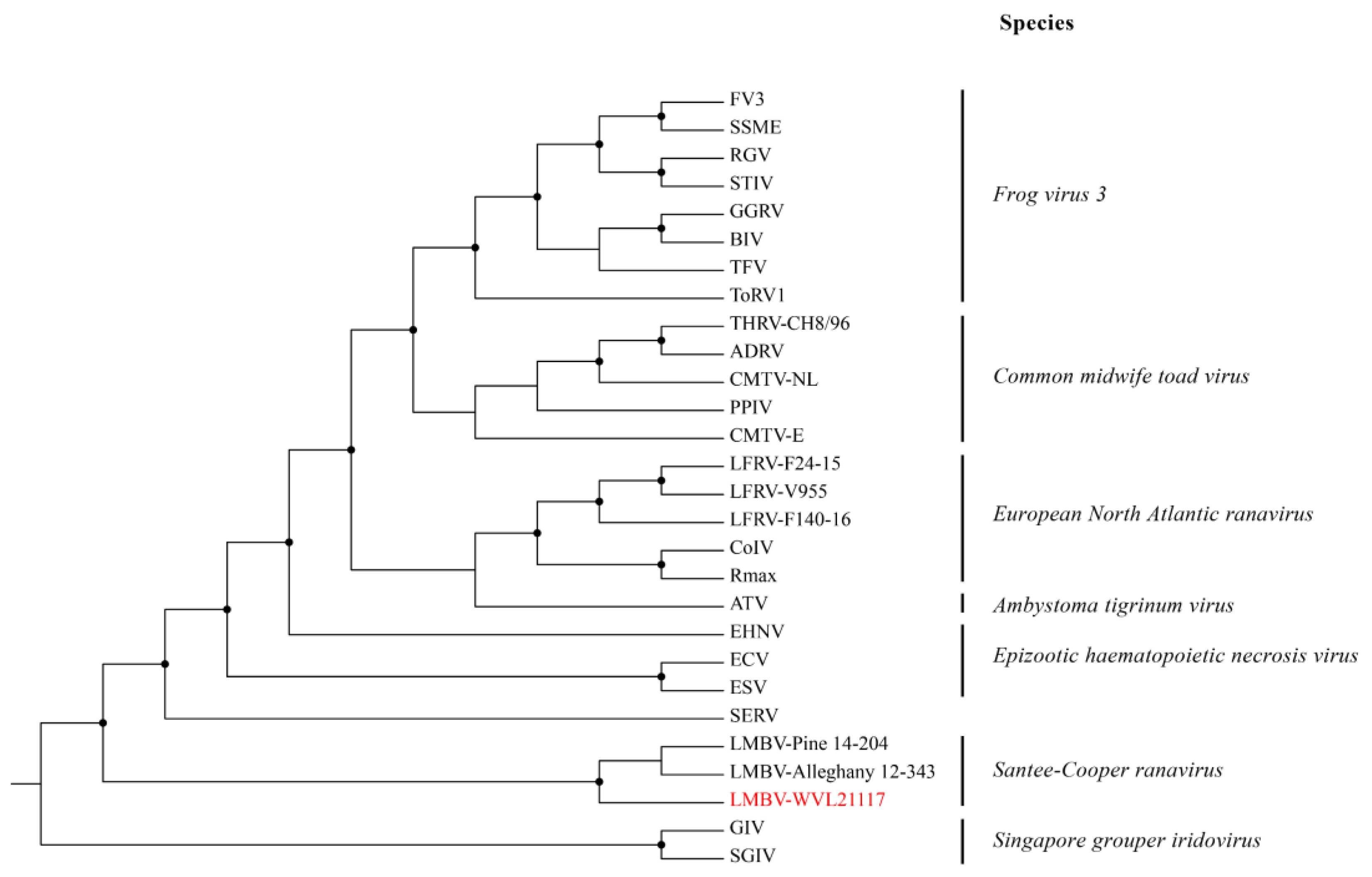 Viruses 16 00715 g004